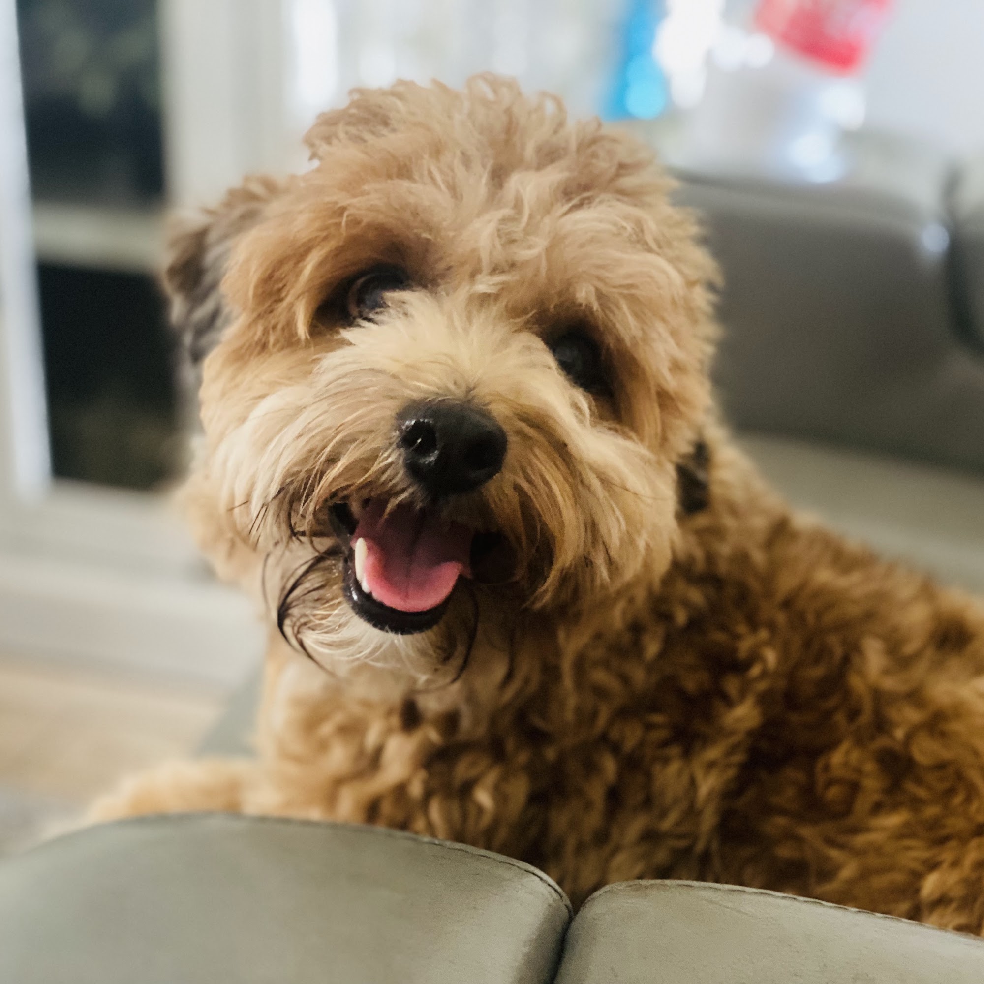 Pawsitive Ruff House Pet Sitting LLC