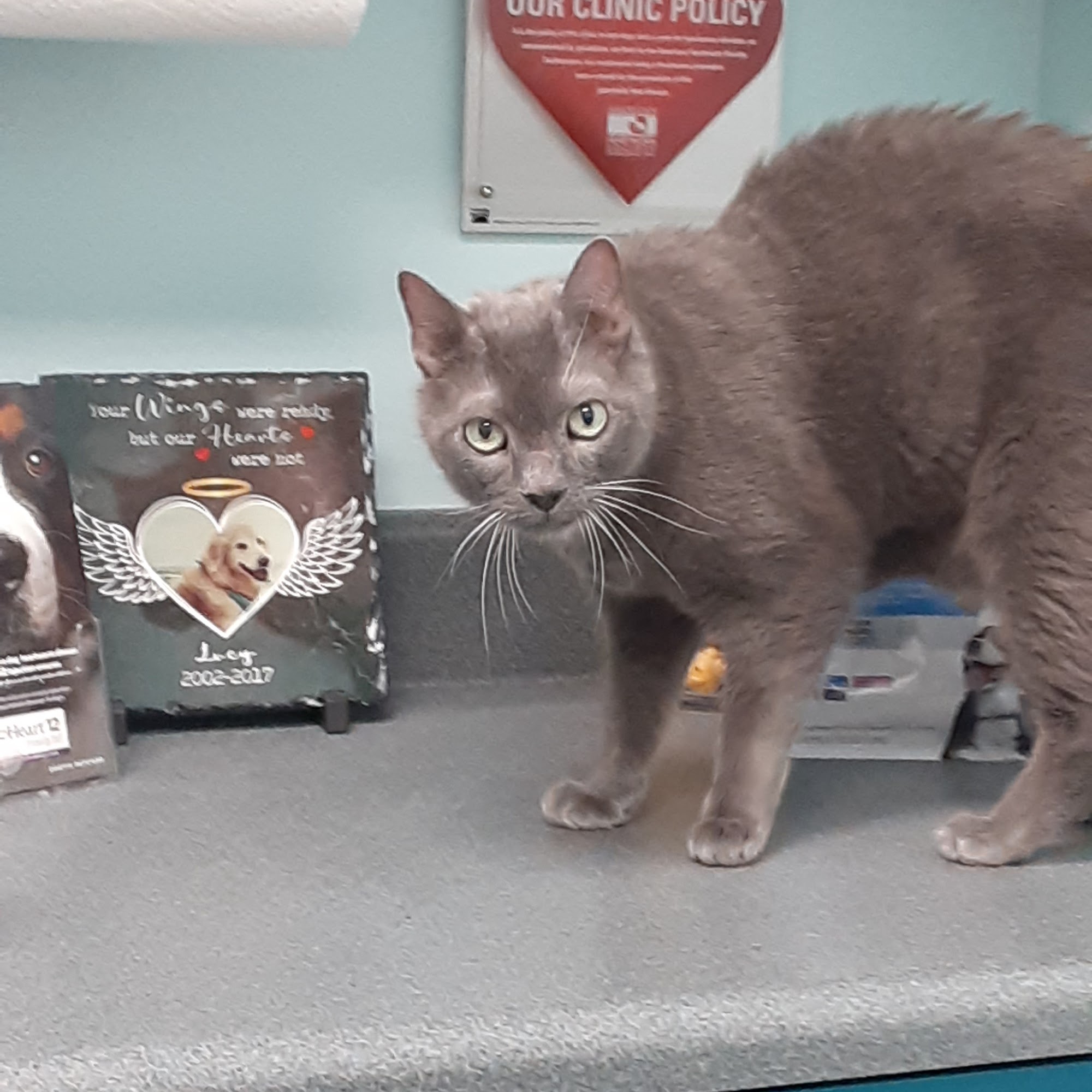 TLC Animal Hospital Palm Harbor