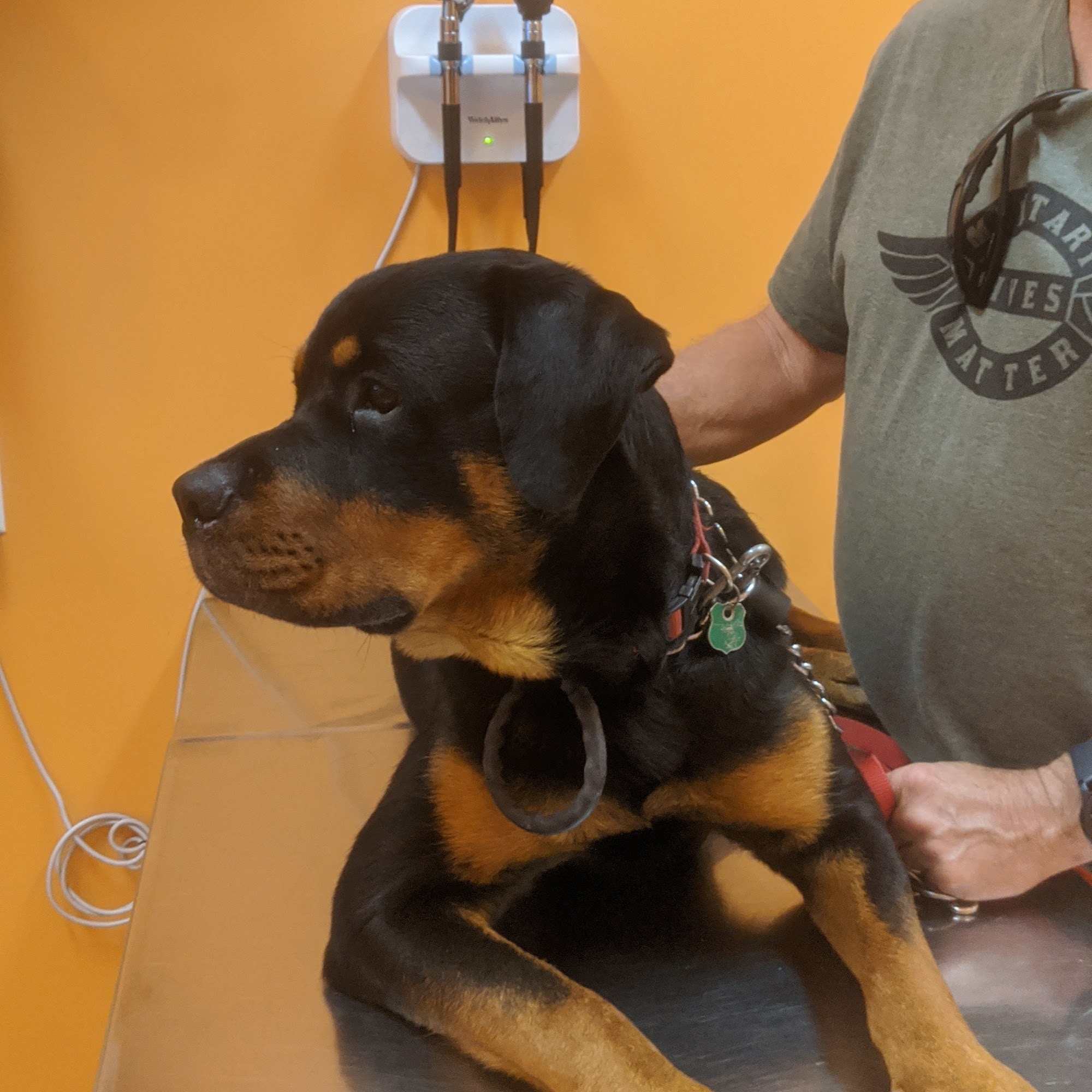 Day & Evening Pet Hospital & Surgical Center, A Thrive Pet Healthcare Partner Palm Harbor