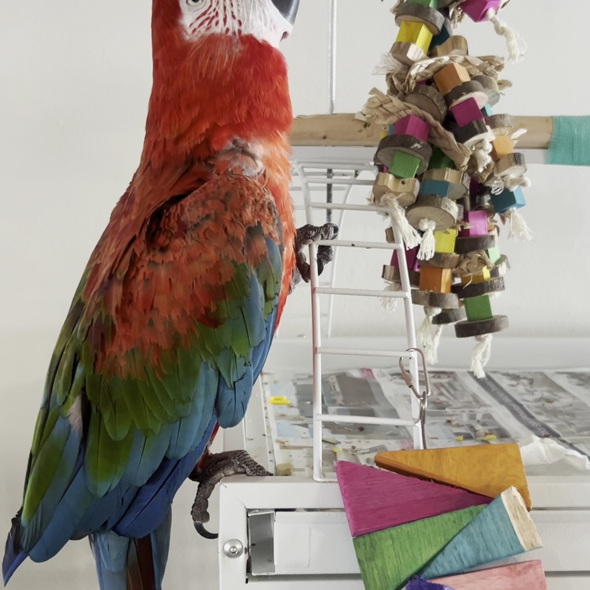 Animal and Bird Medical Center of Palm Harbor Palm Harbor