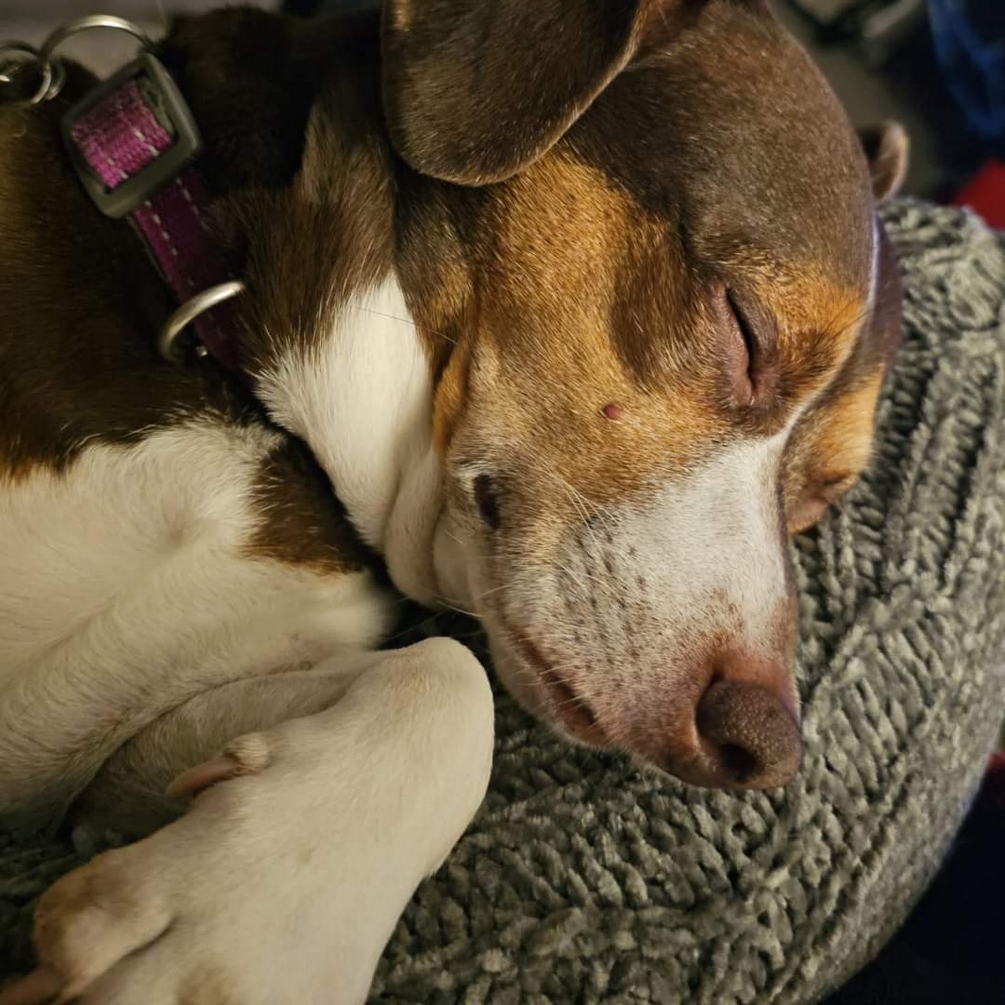 The Vet Clinic of Palm Harbor Palm Harbor