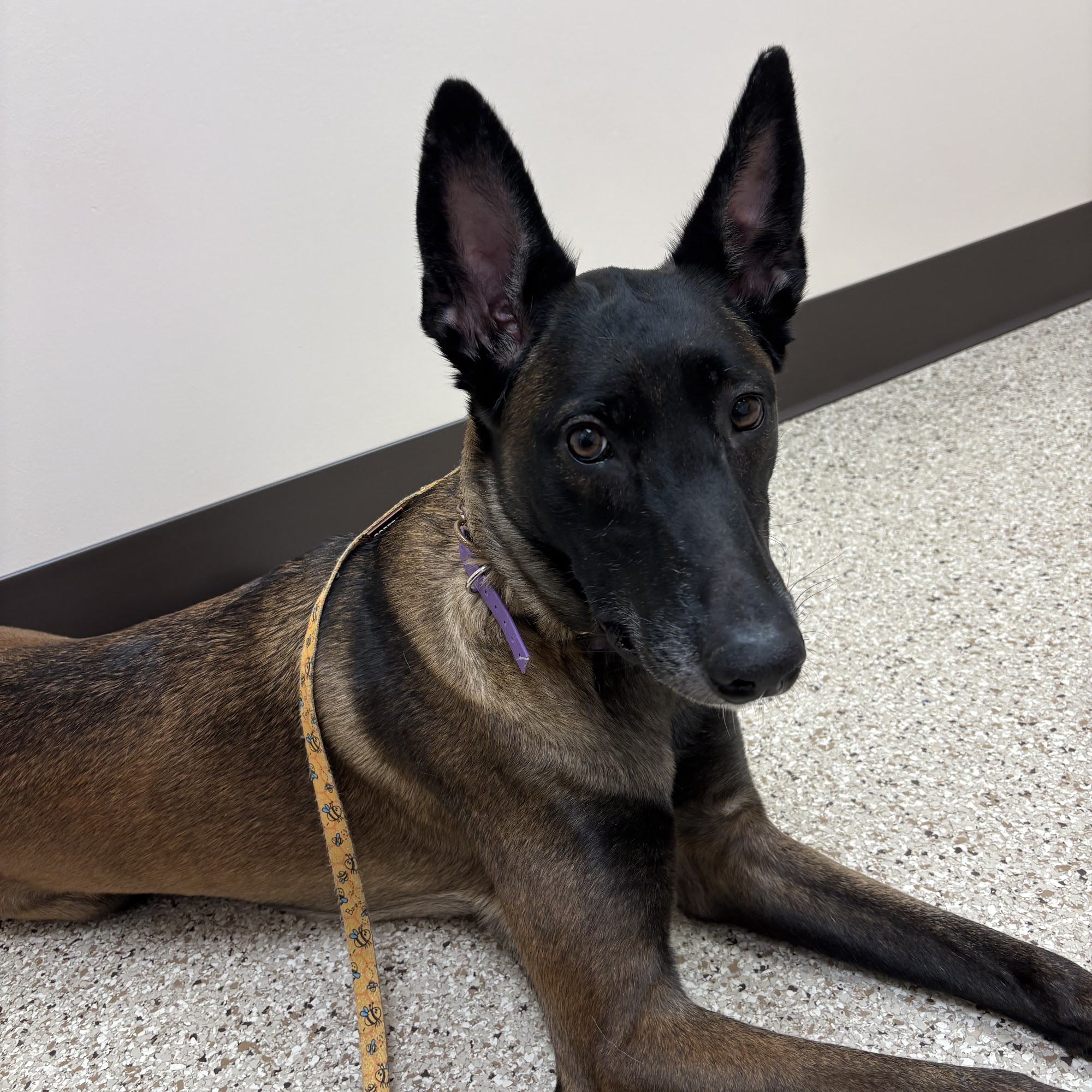 Curlew Animal Hospital Palm Harbor