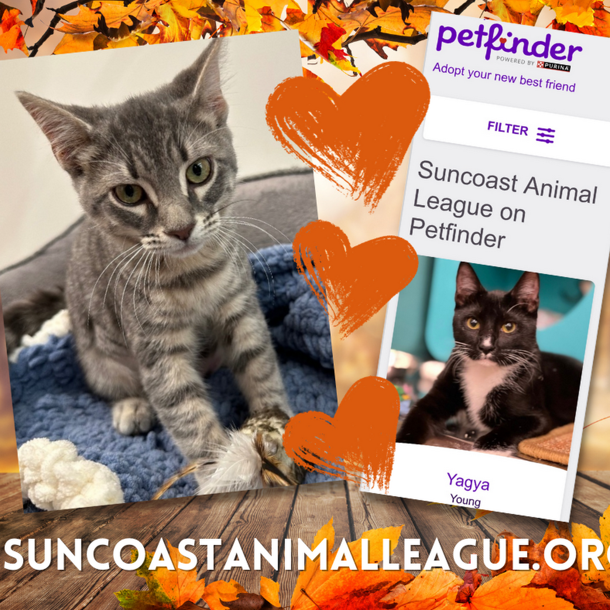 Suncoast Animal League Palm Harbor