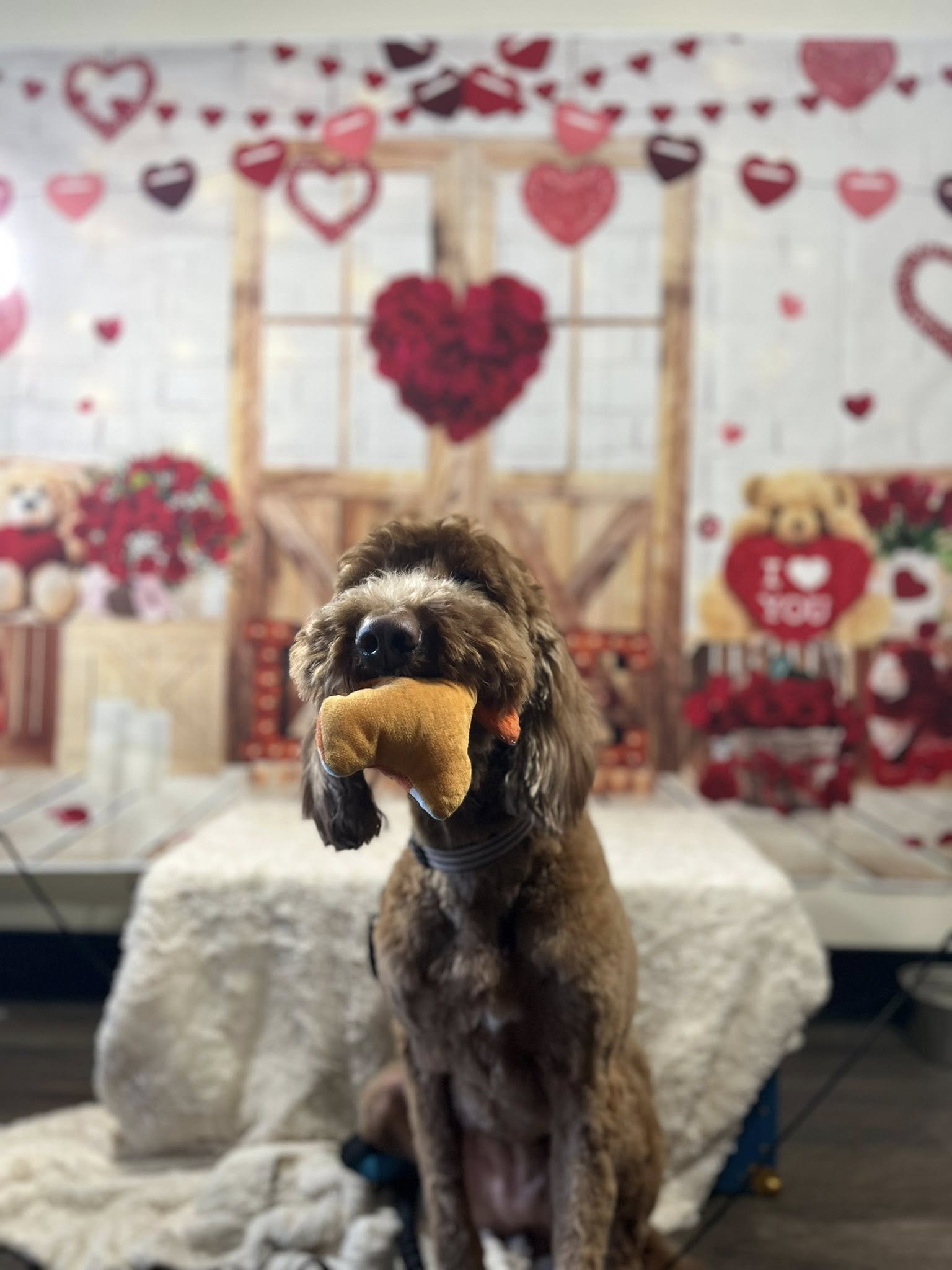 The Charming Canine Palm Harbor