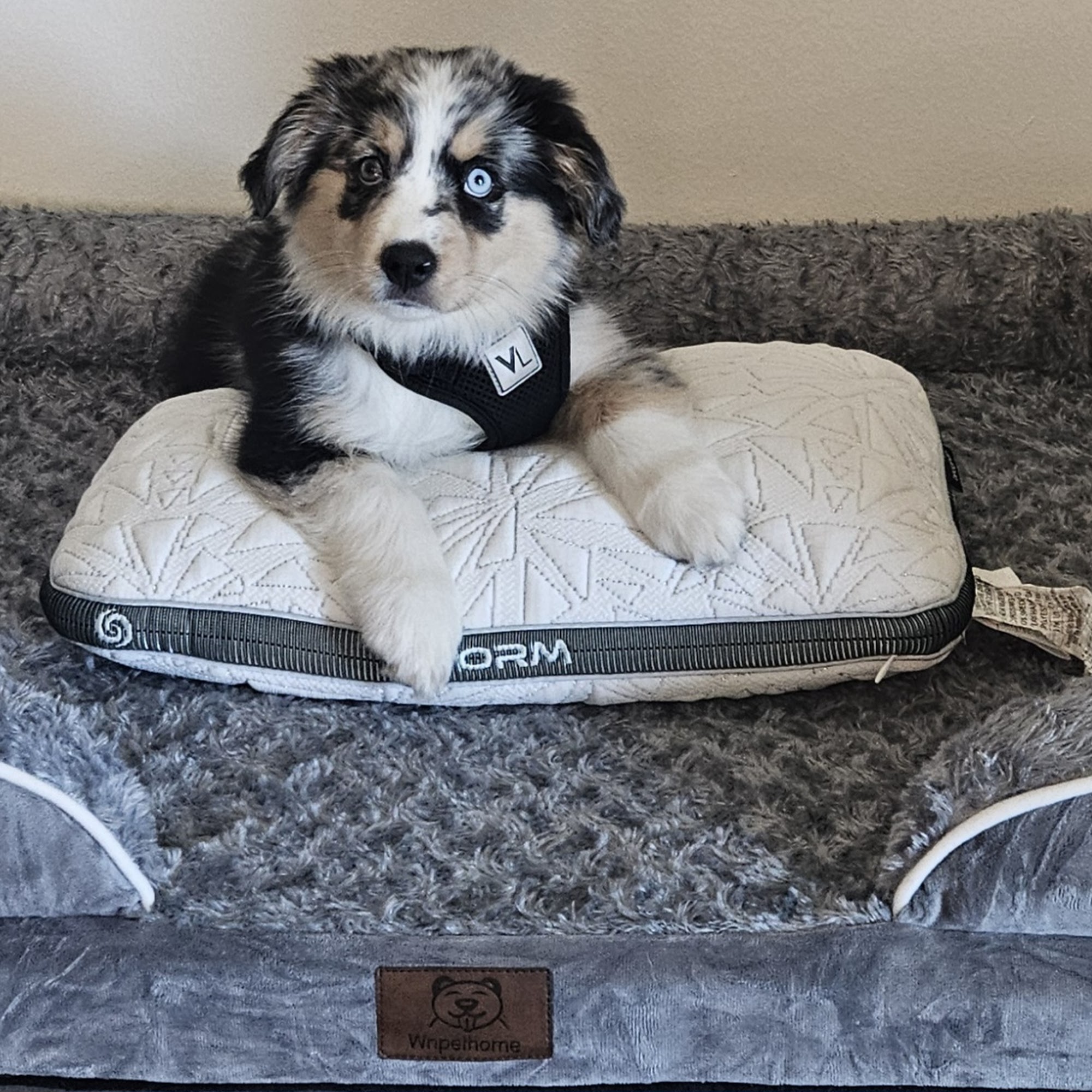 Mattress Warehouse of Palm Harbor