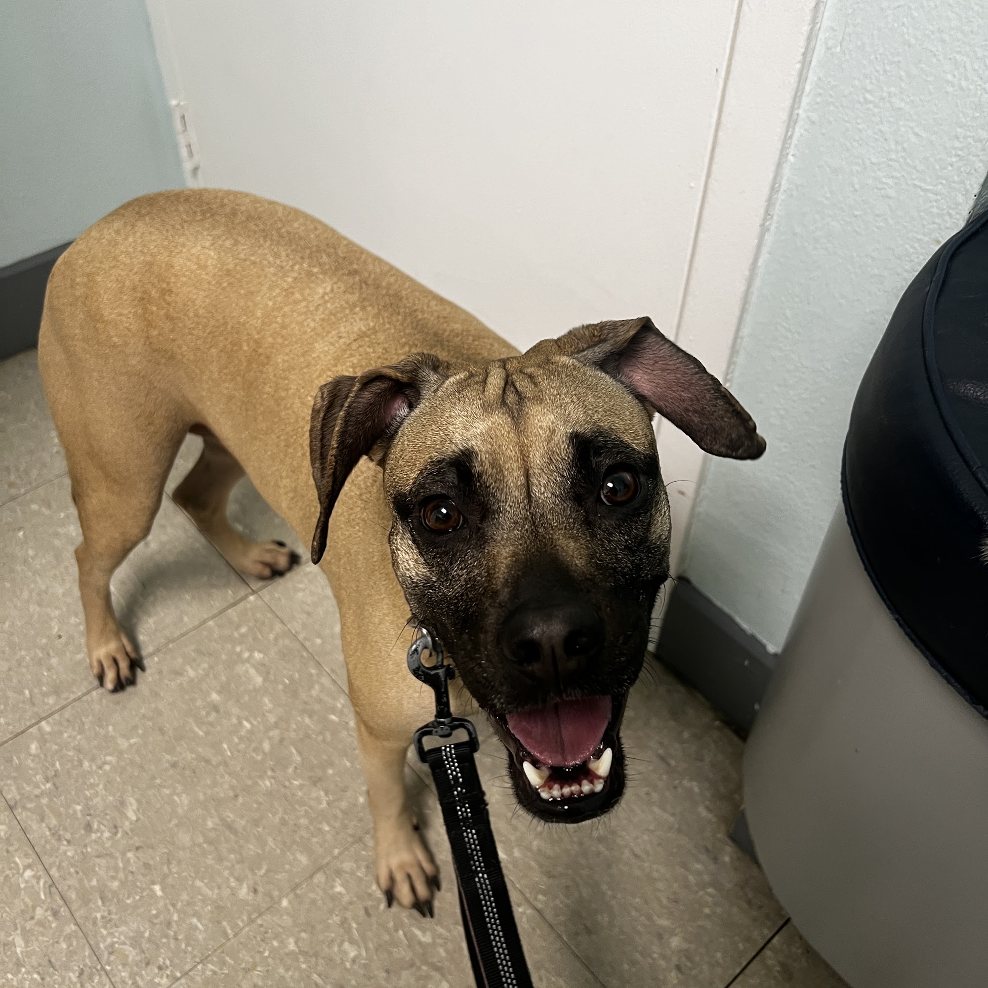 Dixie Animal Hospital Palmetto Bay