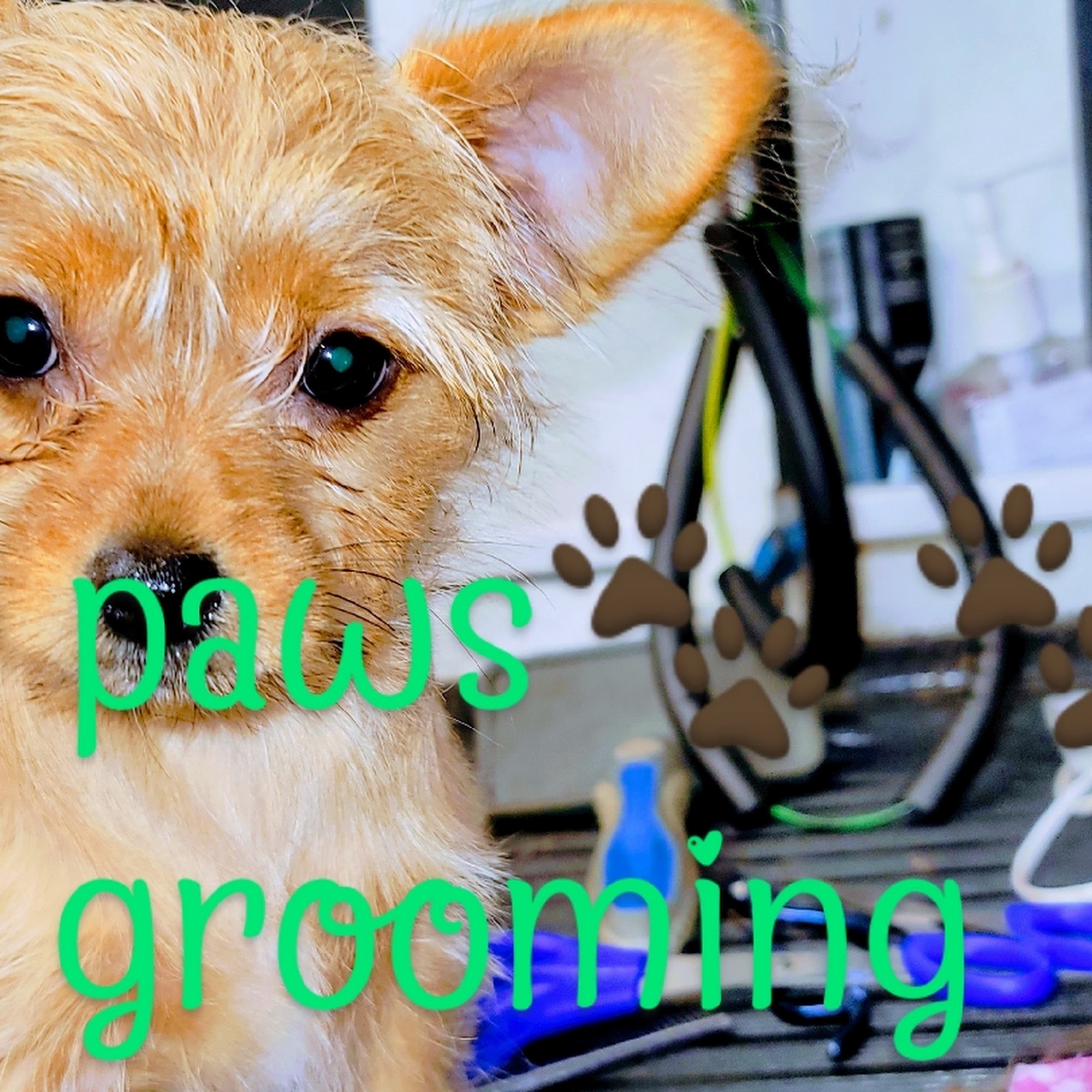 Four Paws Mobile Dog Grooming Palmetto Bay