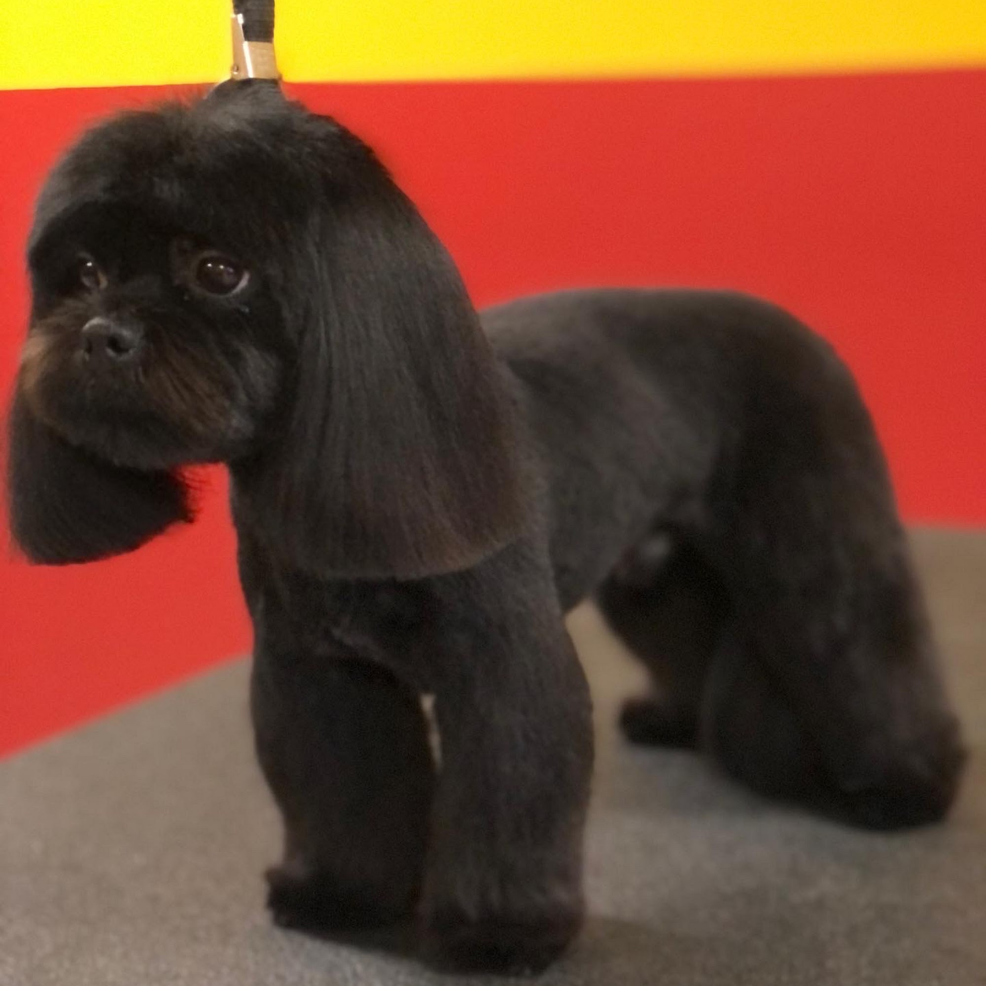 Pawfessional Pet Styling