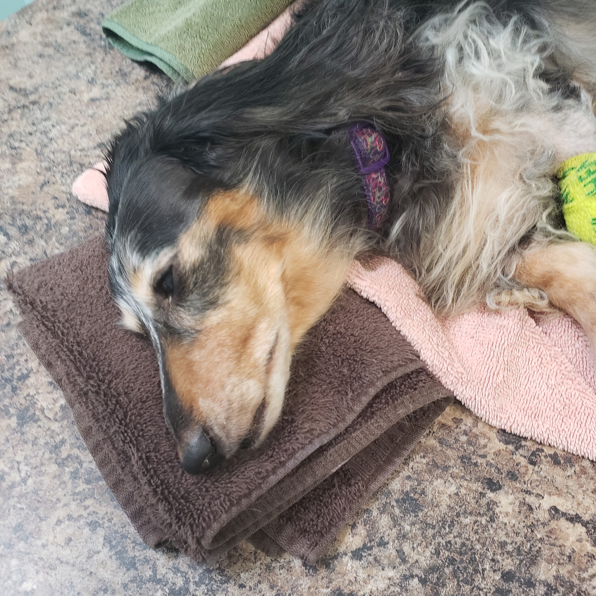 Breeze Animal Hospital: Wagner Jack DVM Panama City Beach