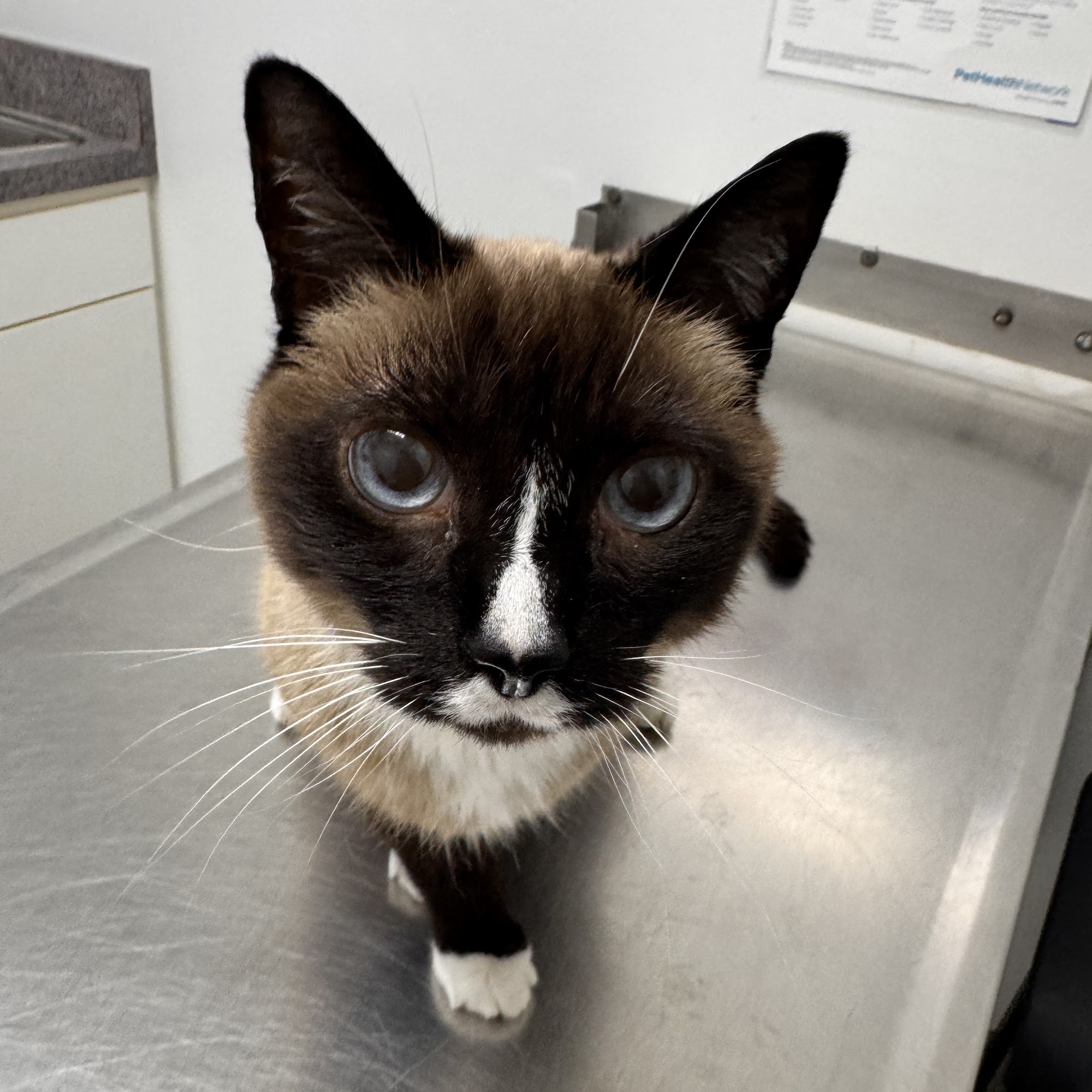 Gulf Winds Animal Hospital Panama City Beach