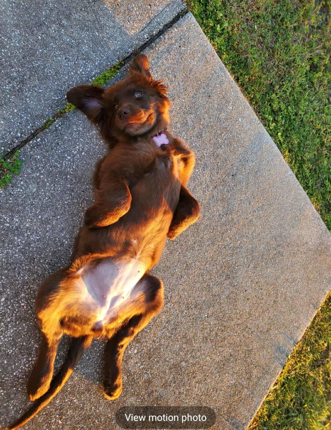 Happy Tails Panama City Beach