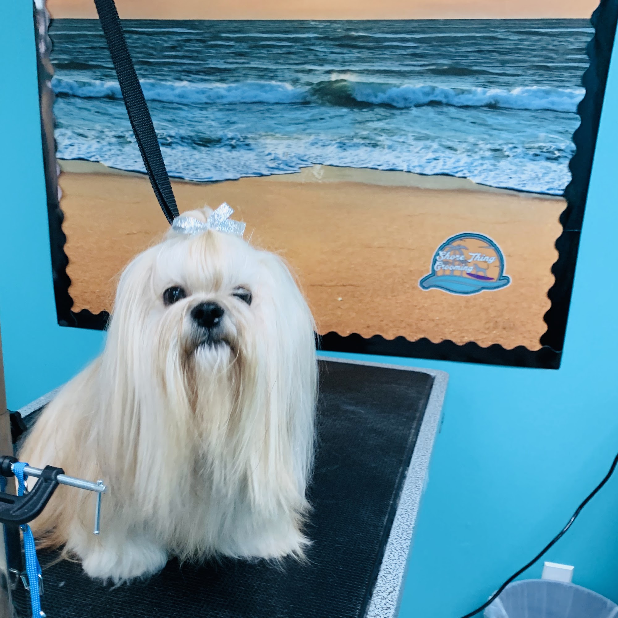 Shore Thing Grooming Panama City Beach