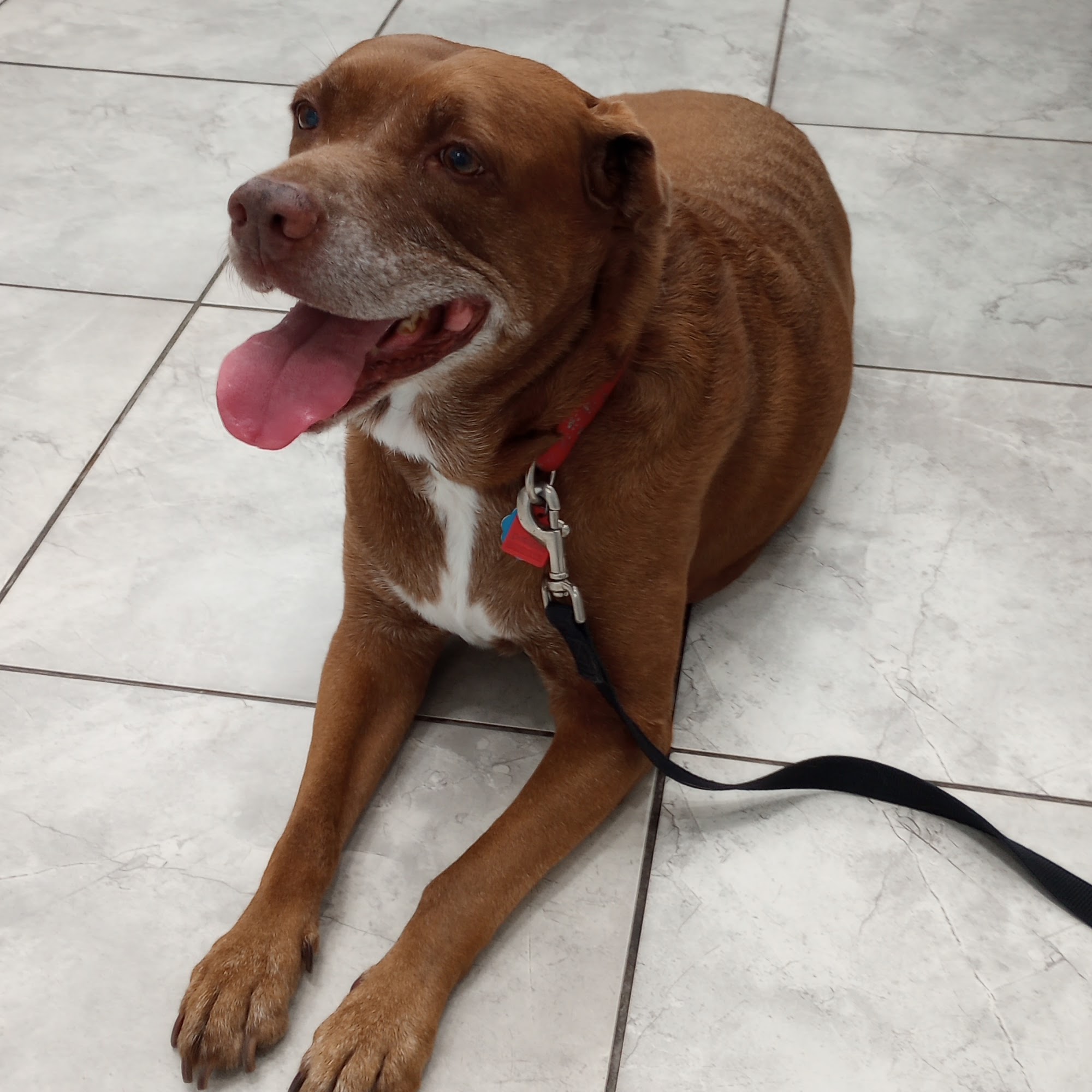 Bay Animal Hospital Panama City