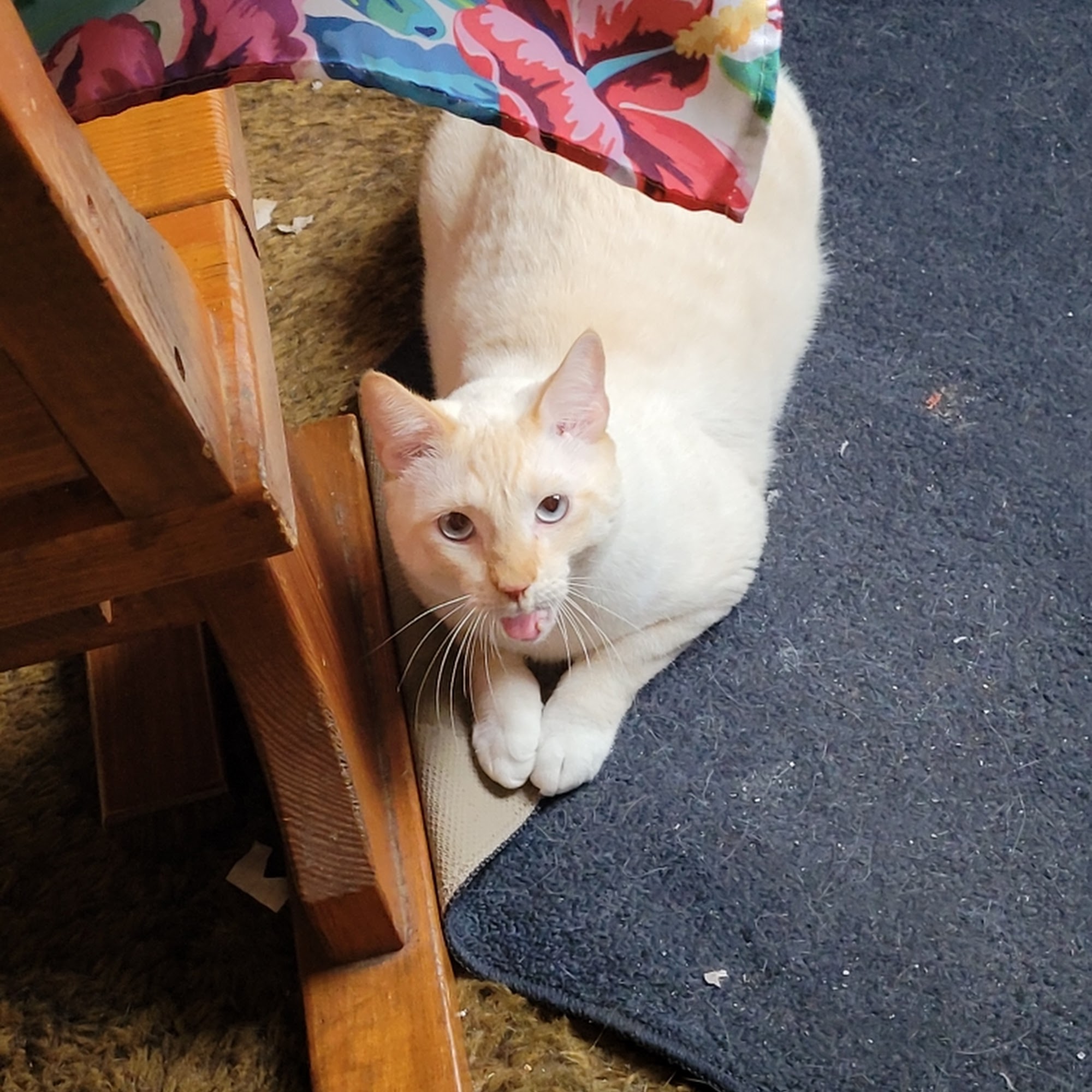 Critter Care of Panama City Panama City