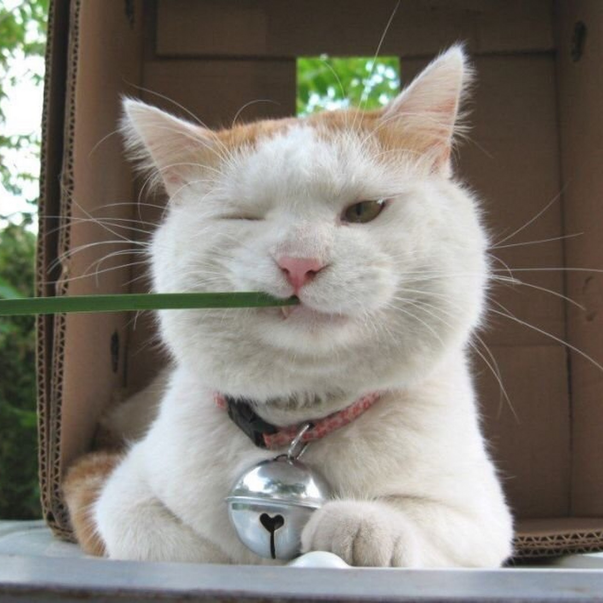 Bayview Veterinary Hospital Panama City