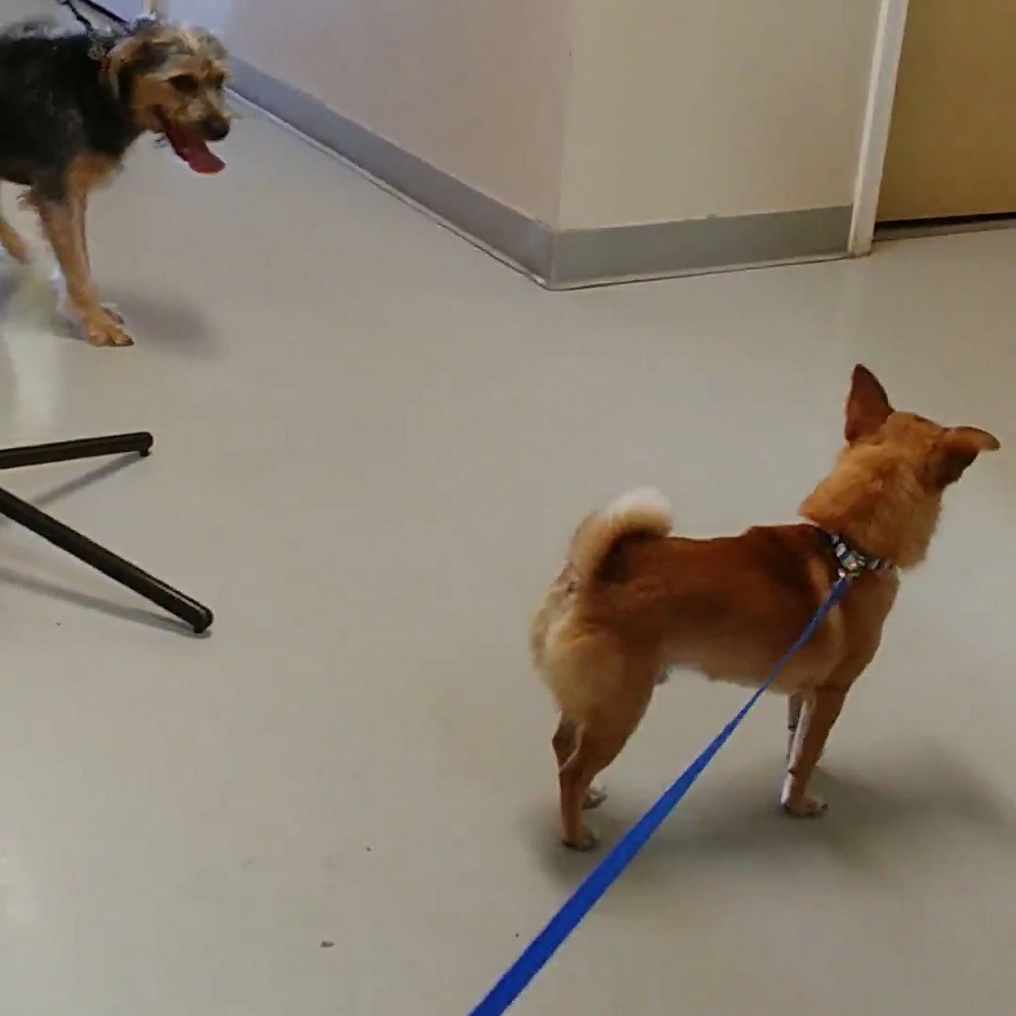 Operation Spay Bay Panama City