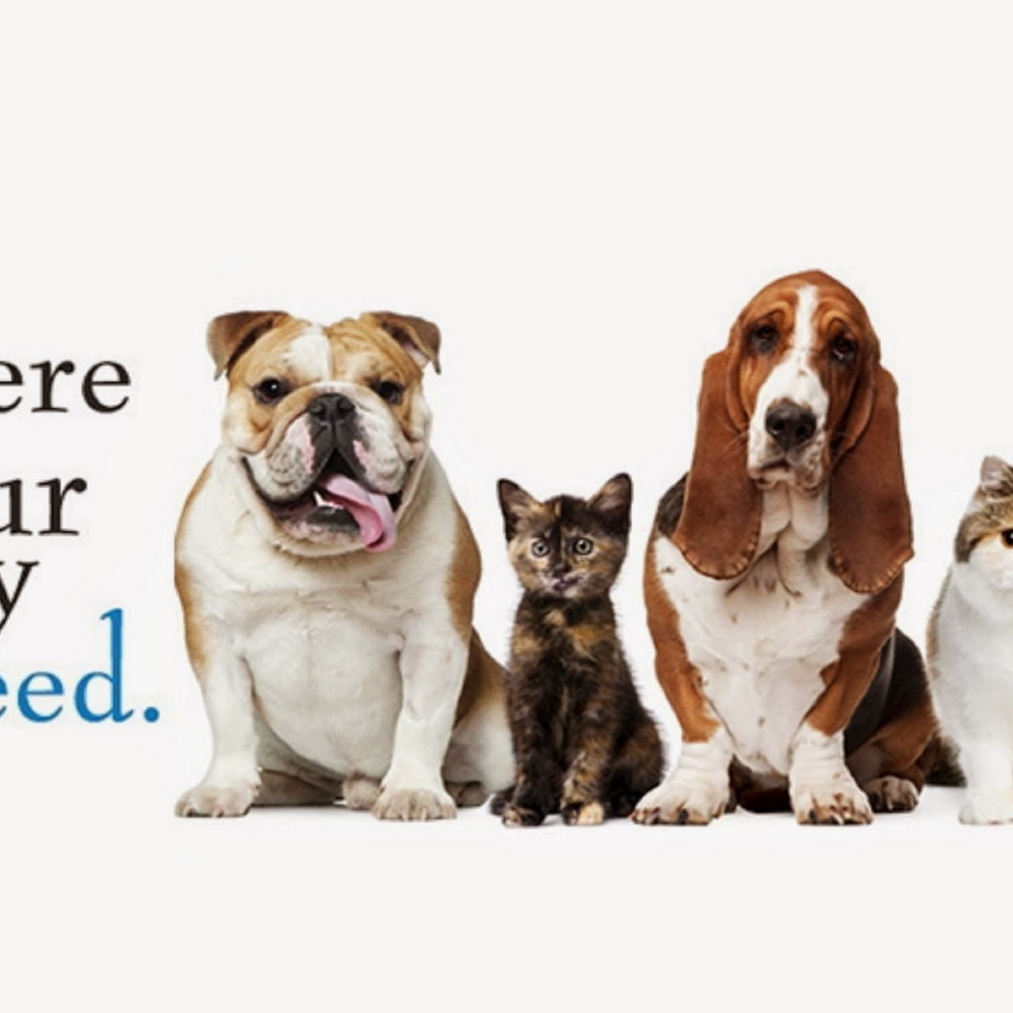 Parkway Animal Hospital Panama City