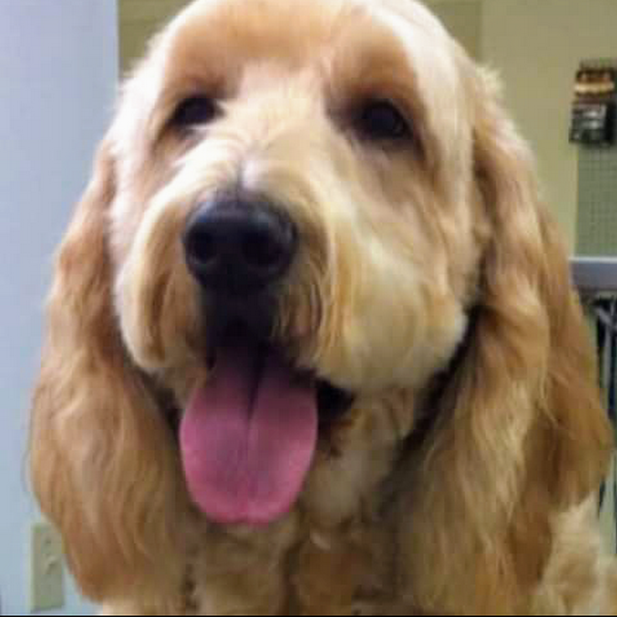 Laura's Grooming Panama City