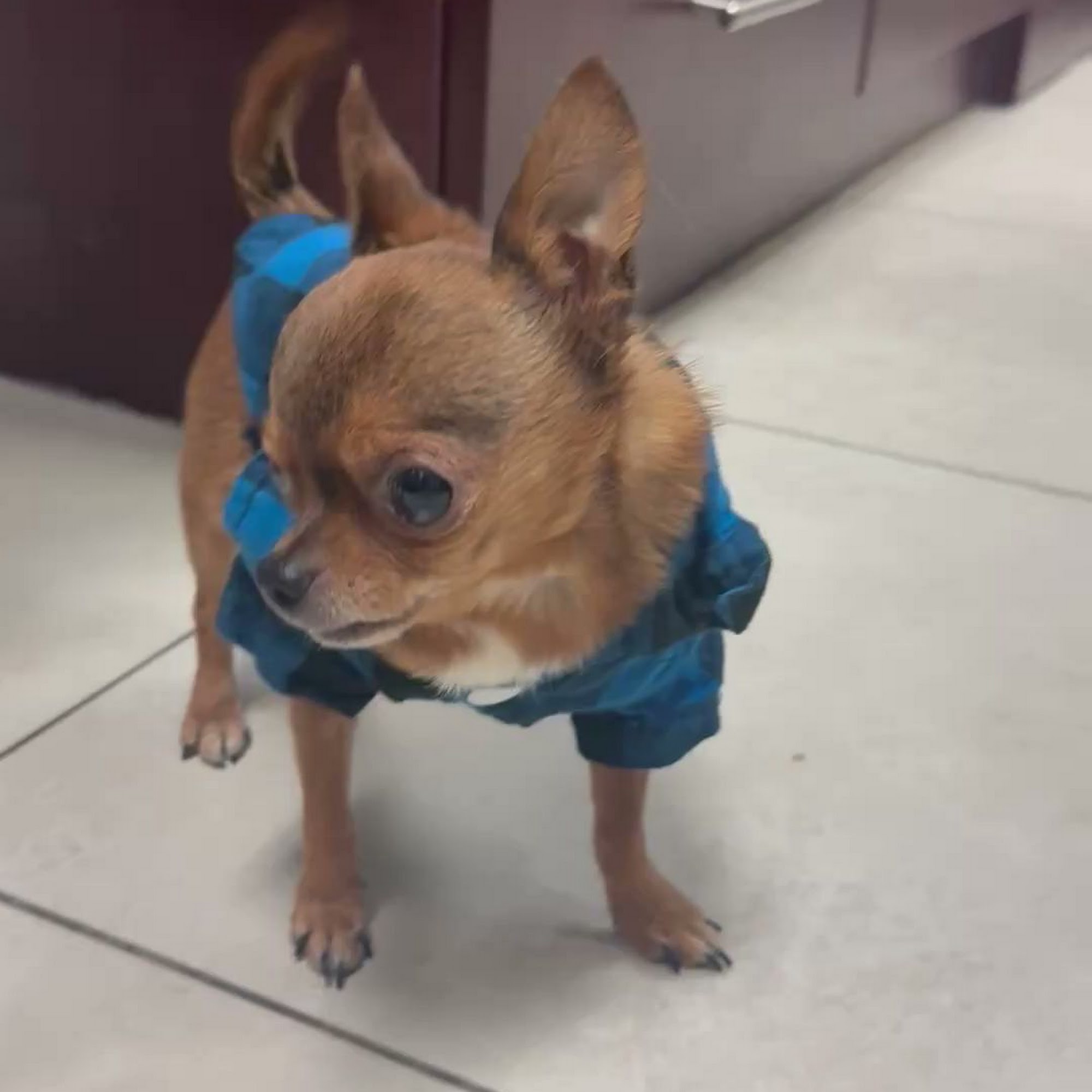 Parkland Veterinary Hospital Parkland