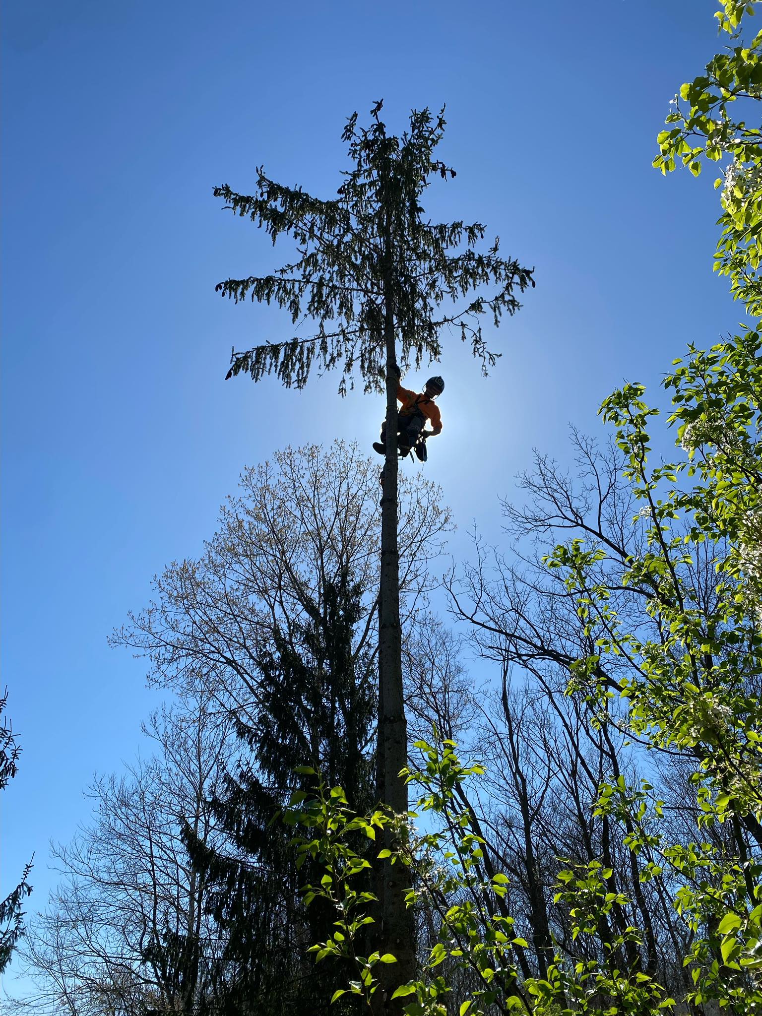 Applied Tree Services