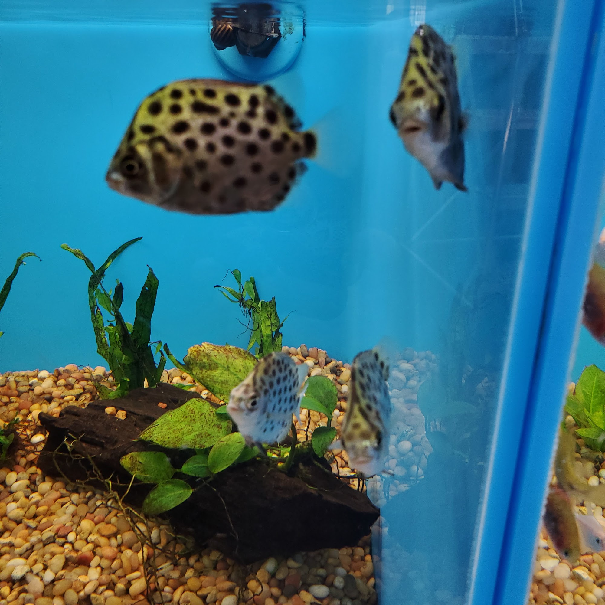 Pet Supermarket Pembroke Pines