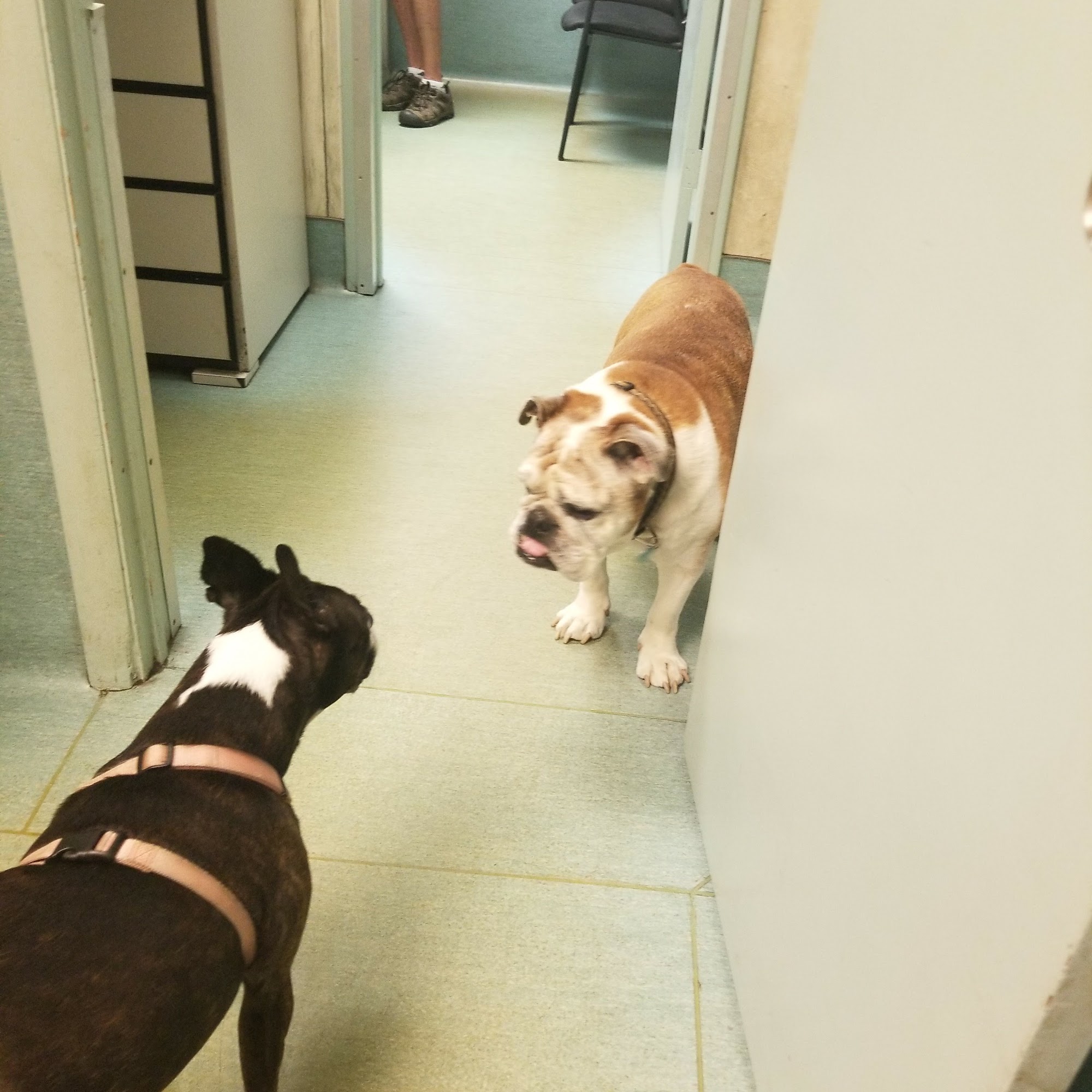 Pasadena Lakes Animal Clinic Pembroke Pines