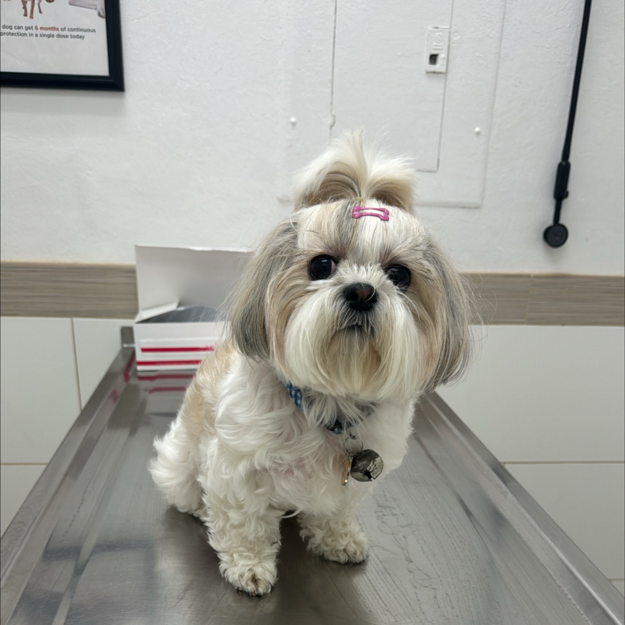 Pembroke Pines Animal Hospital Pembroke Pines