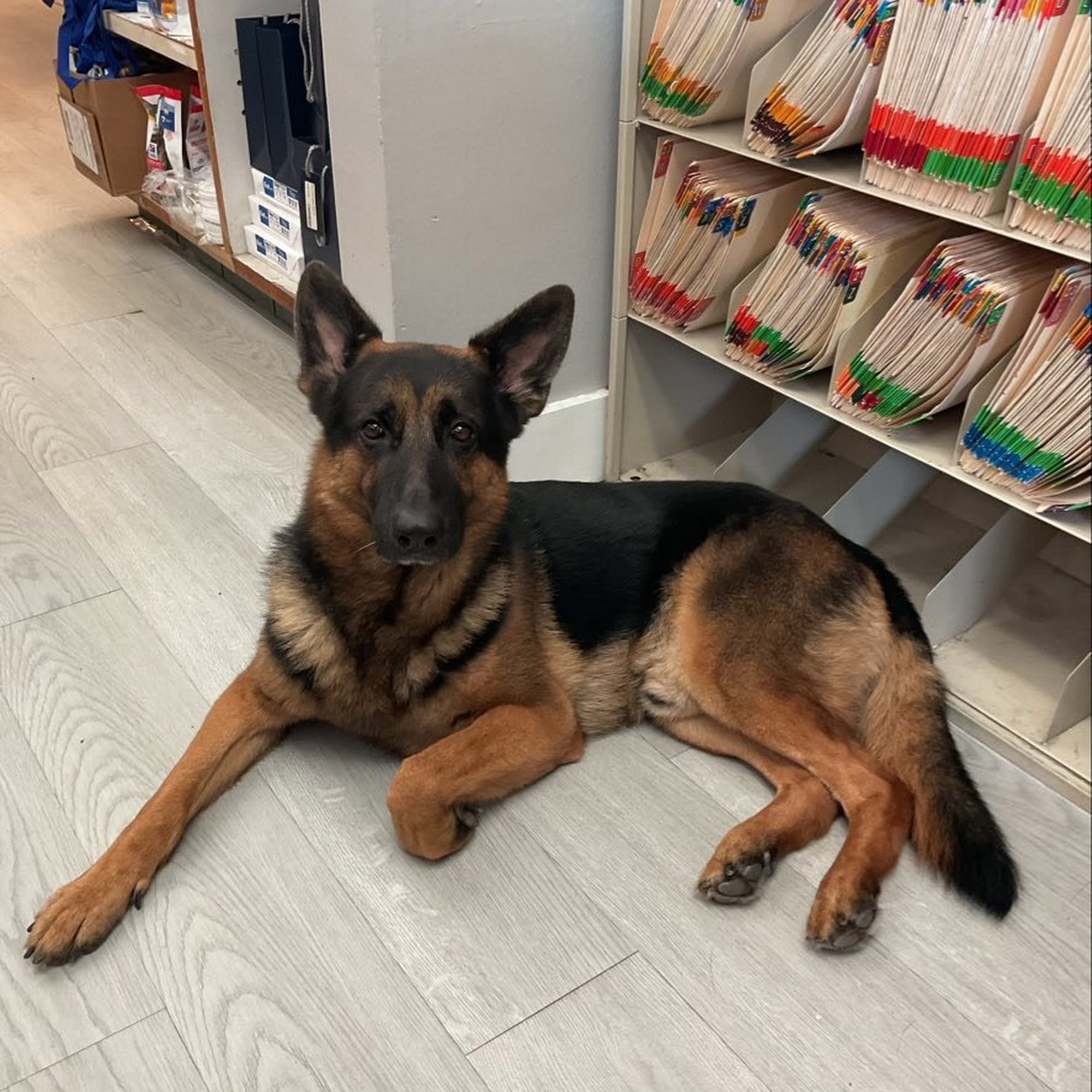 Boulevard Animal Hospital Pembroke Pines