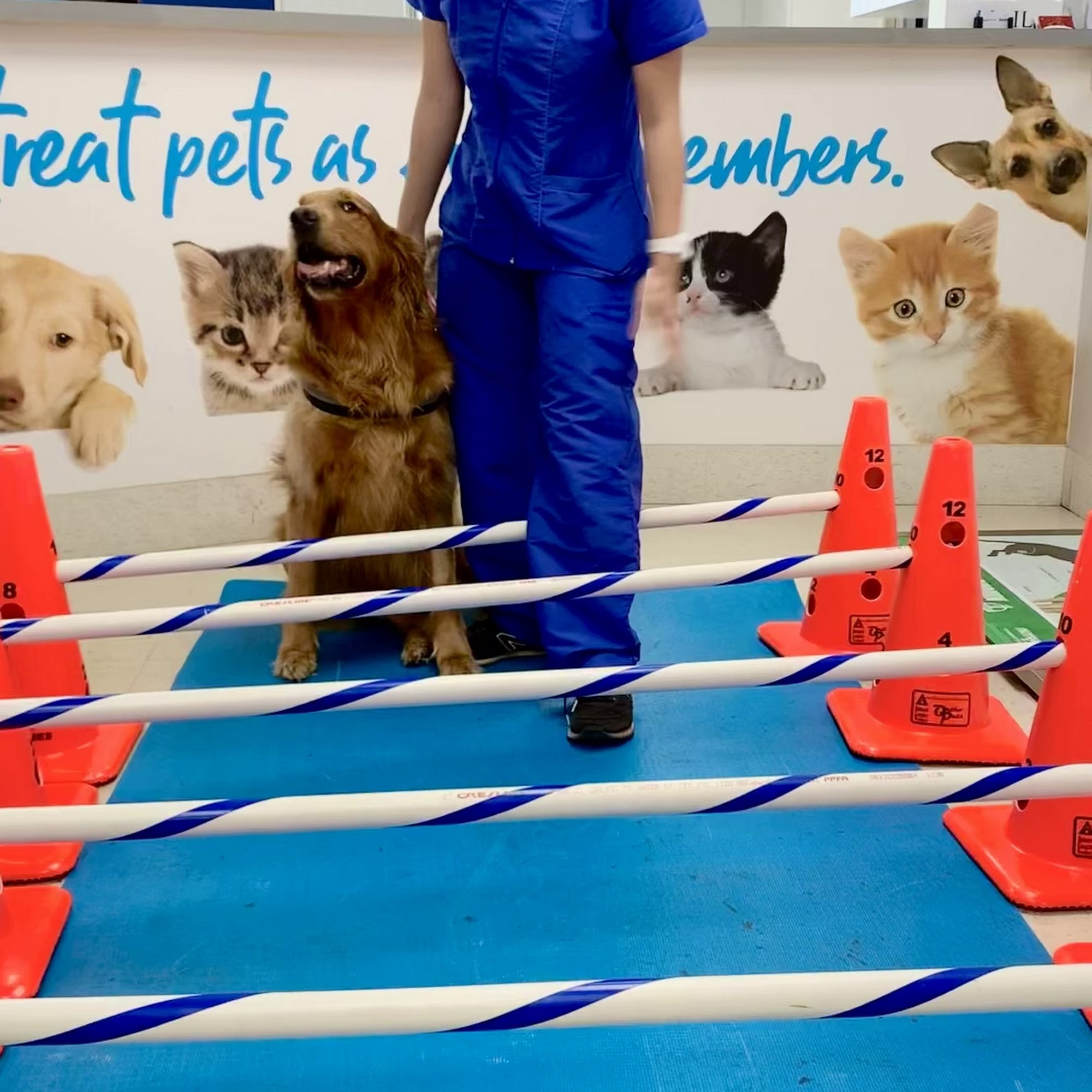 Sunshine Animal Hospital Pembroke Pines