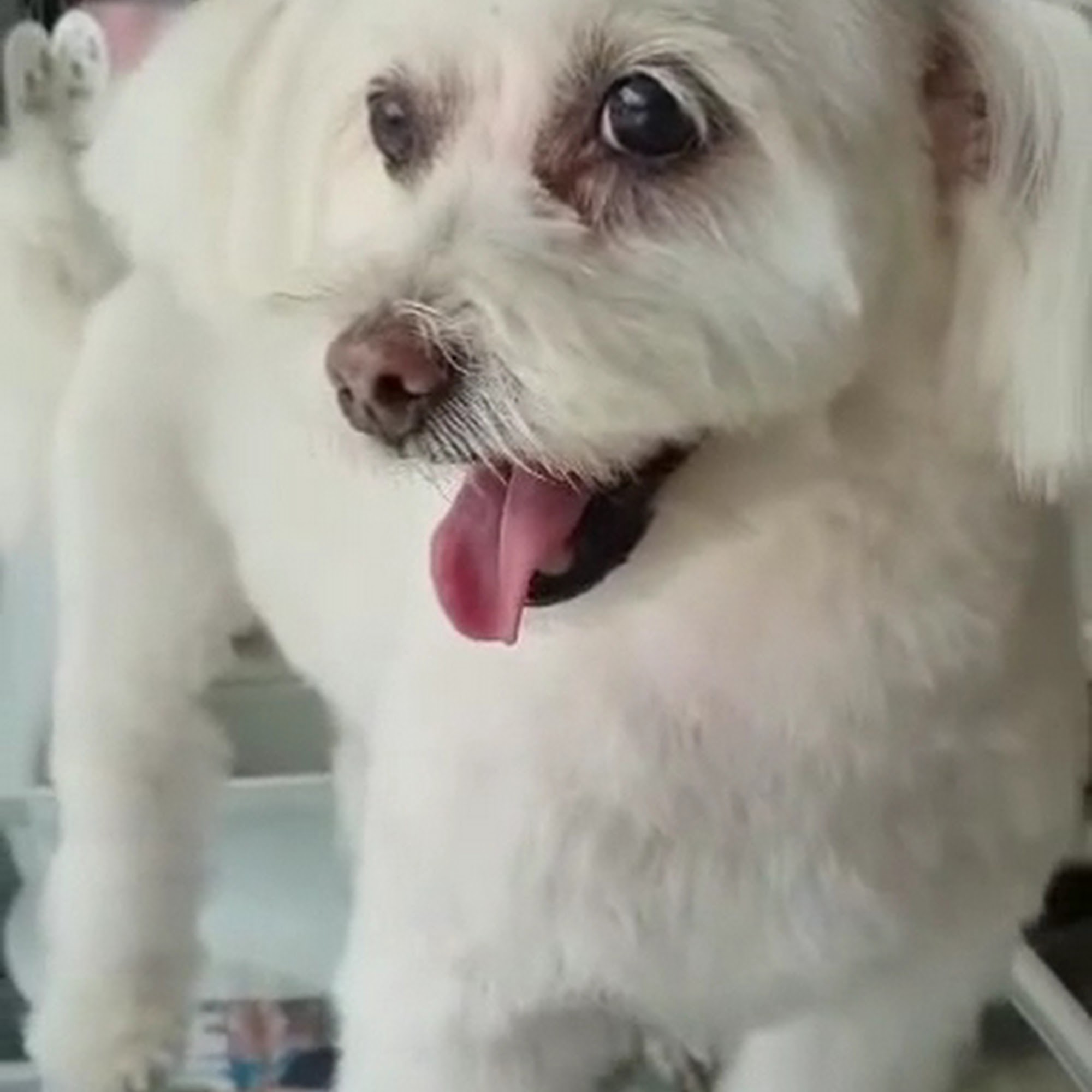 A Pet Grooming Salon Pembroke Pines