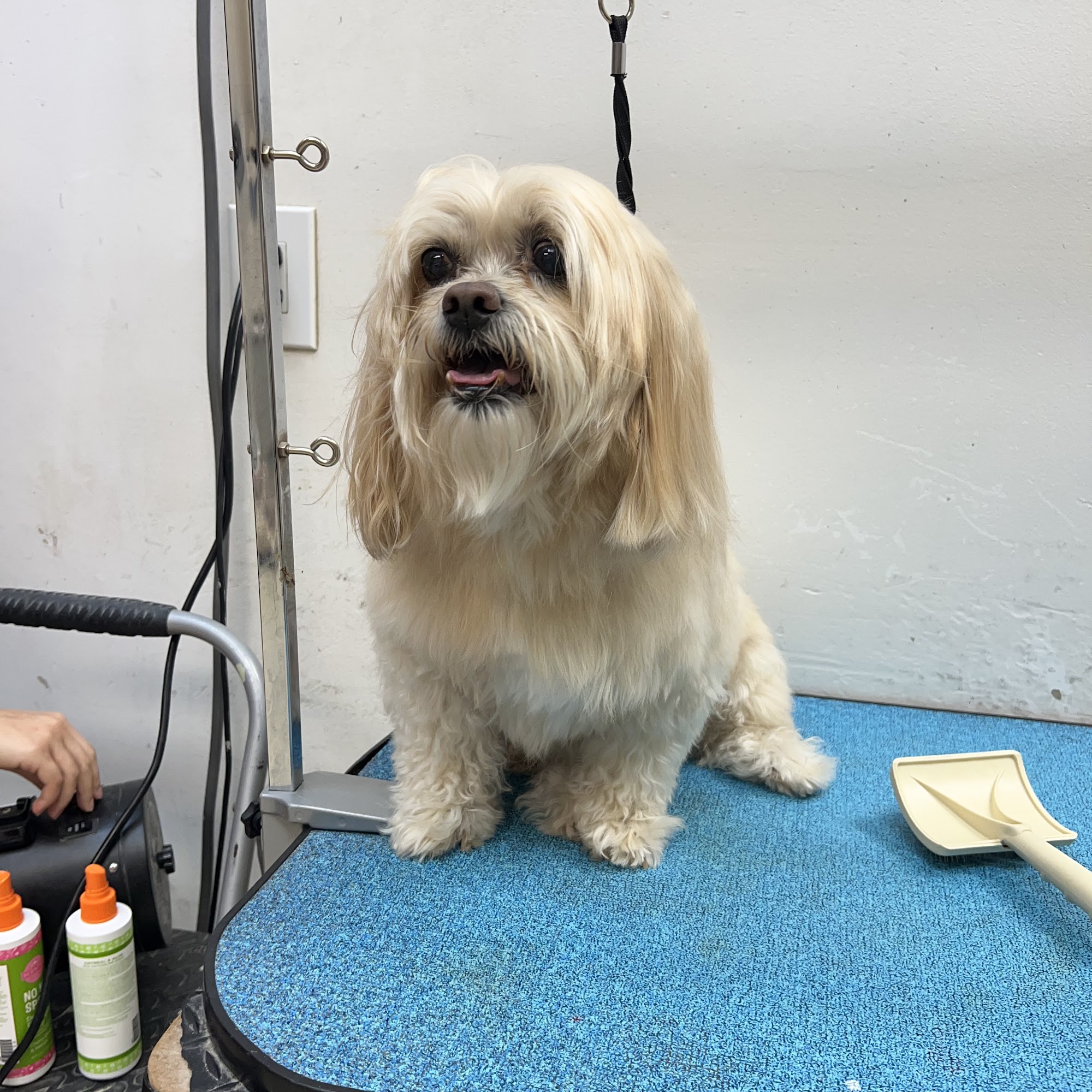 DONNA'S CLASSY CLIPPERS Pembroke Pines