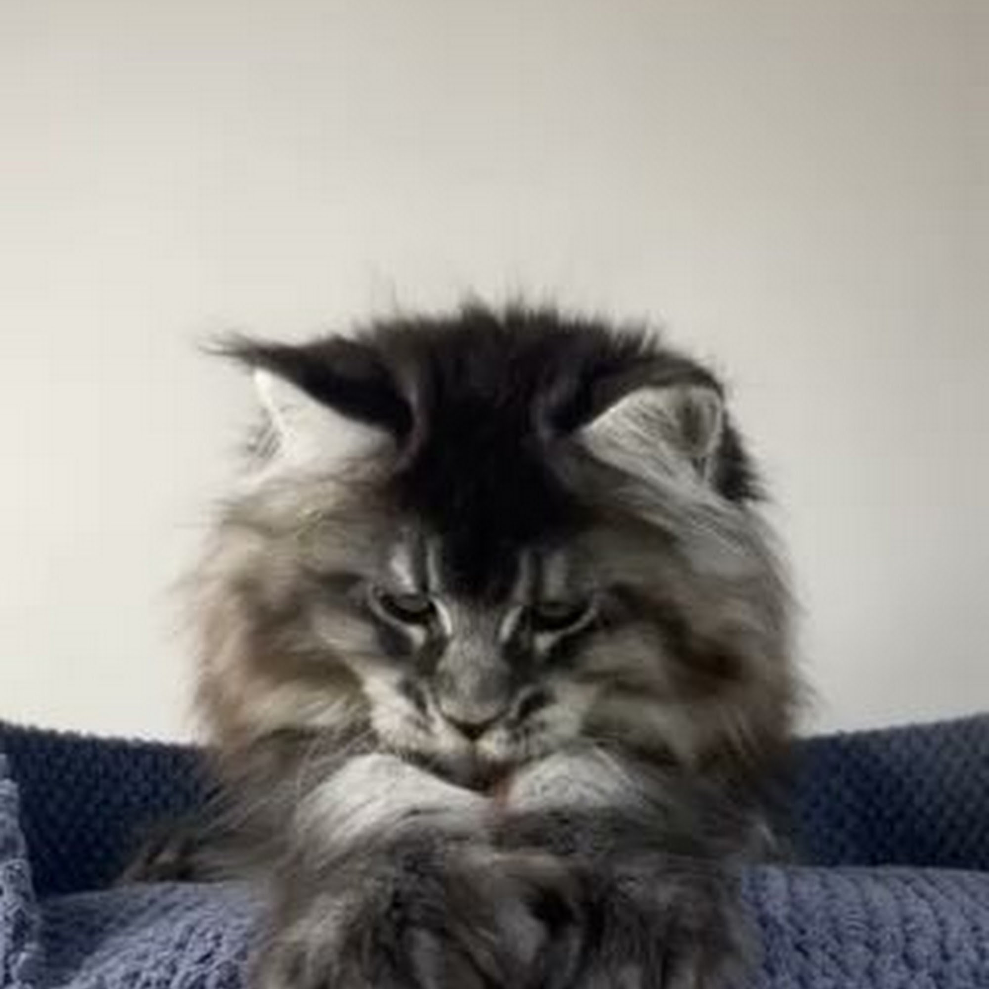 KittensUp for Sale Pembroke Pines