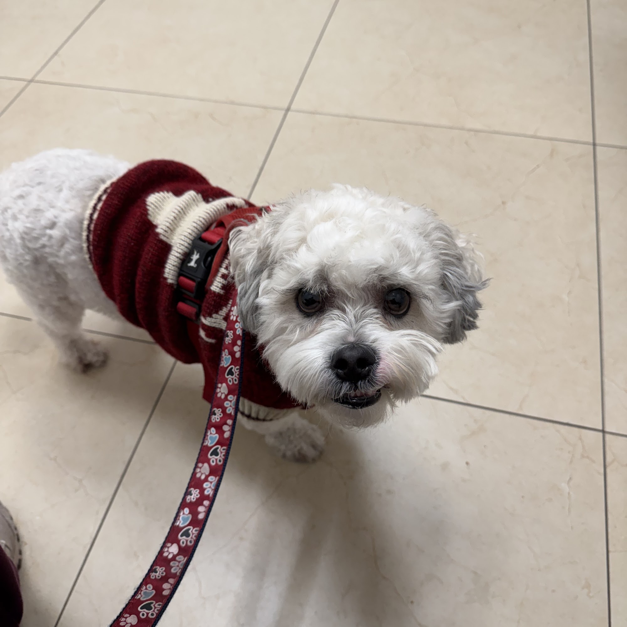 Your Pets Vets Pembroke Pines Pembroke Pines