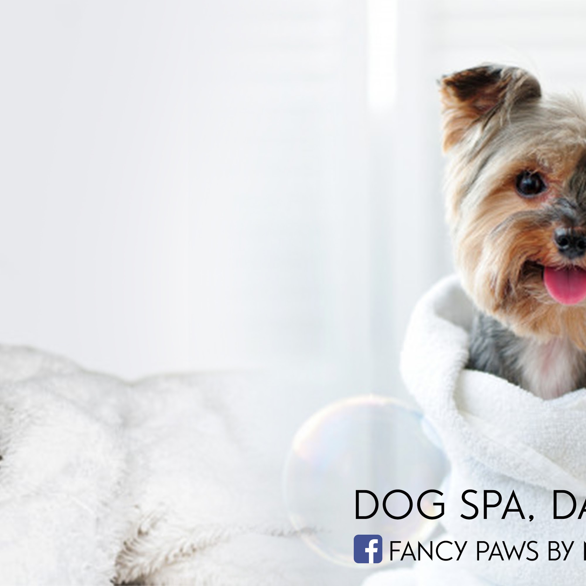 Fancy Paws by Mila Solis Pembroke Pines