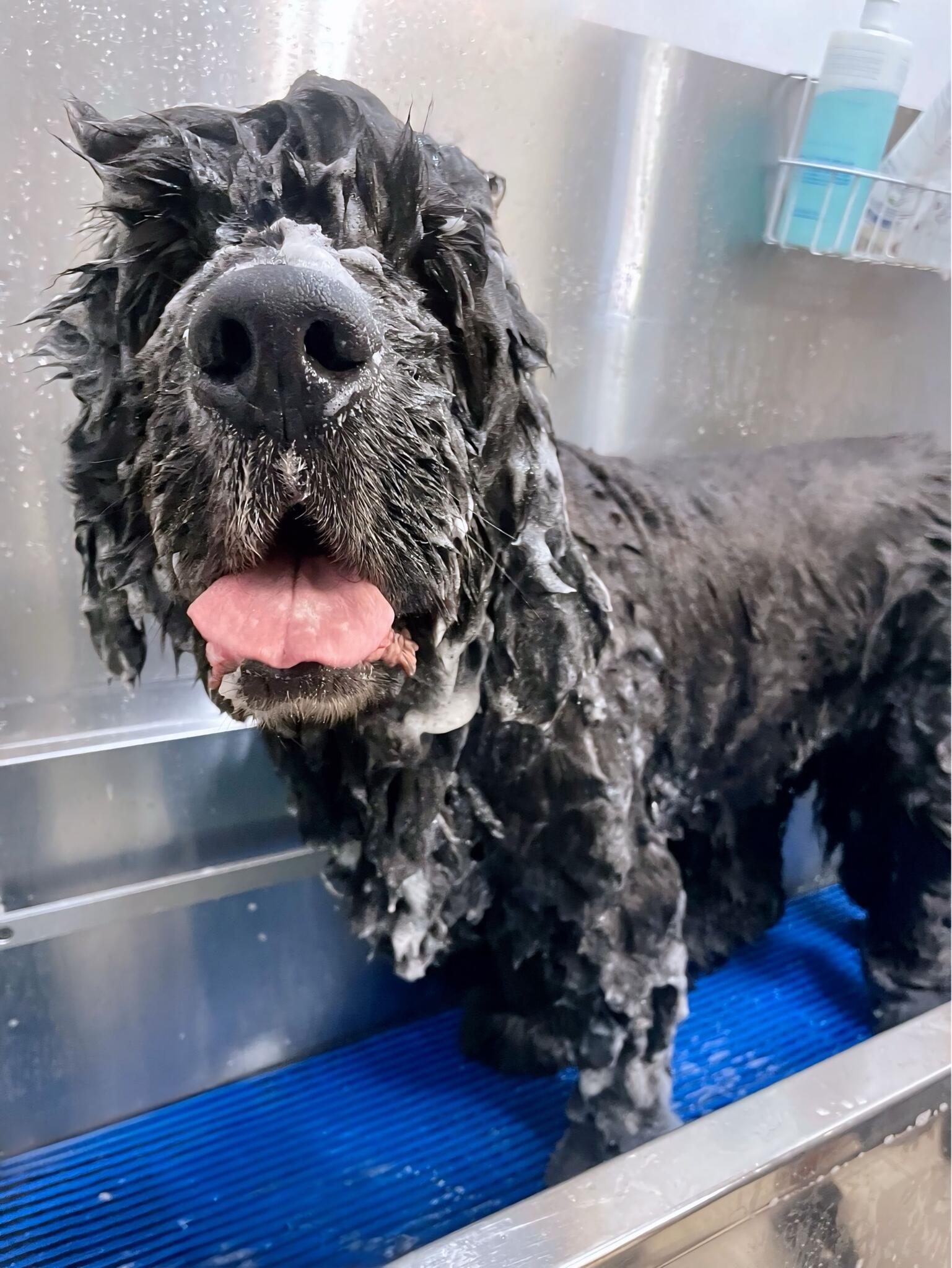 Cain's Dog House Pensacola