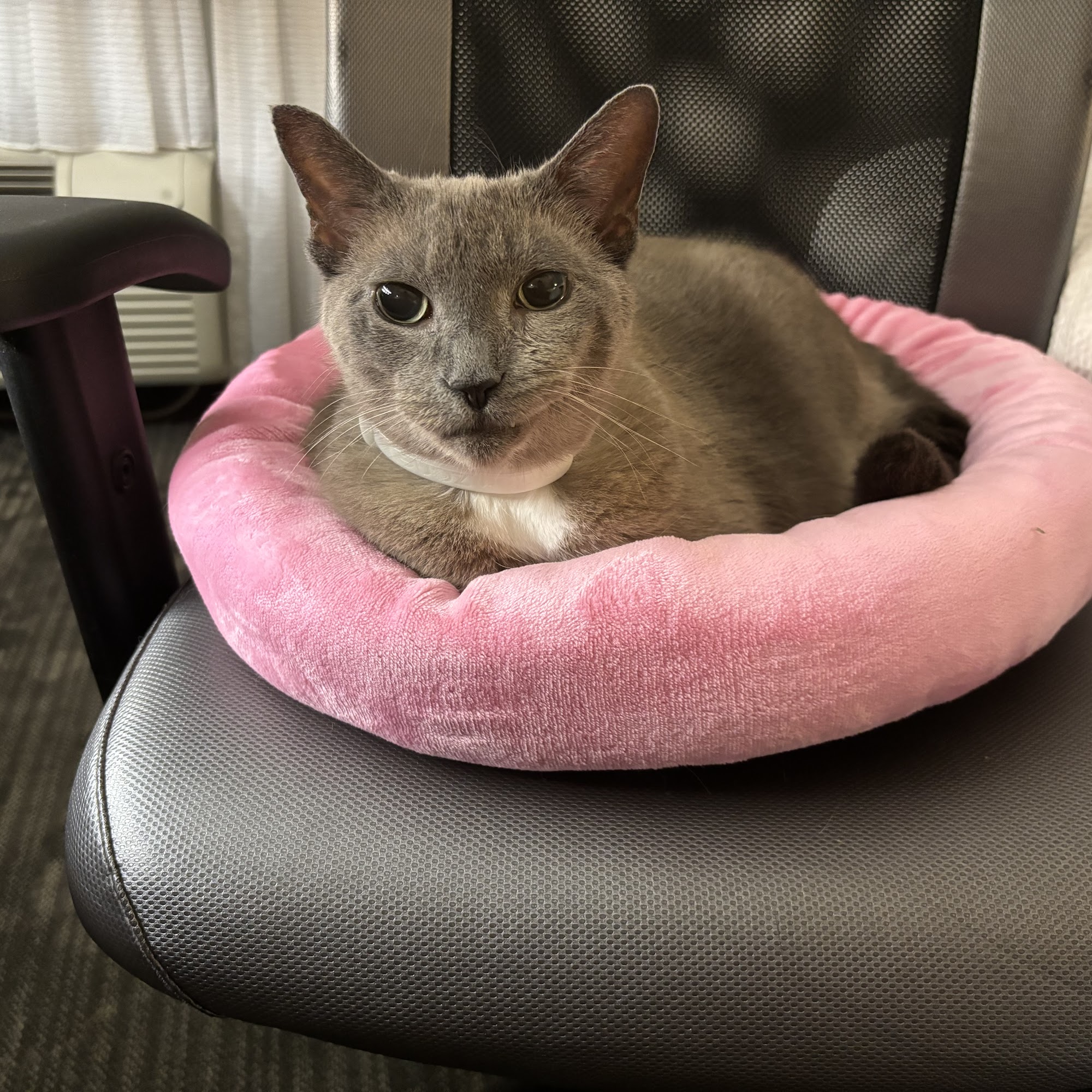 Olive Branch Pet Hospital Pensacola