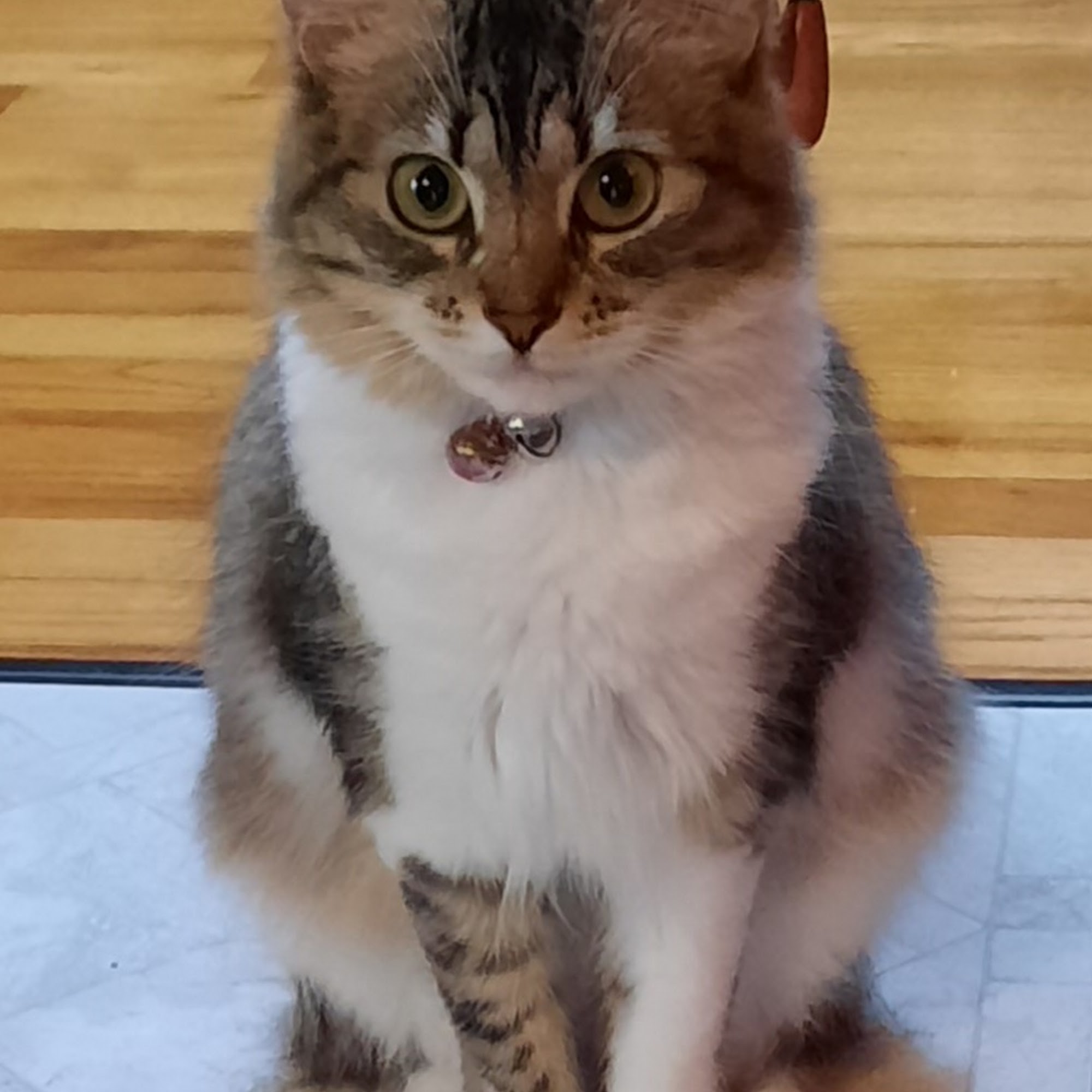 Brentwood Animal Hospital Pensacola