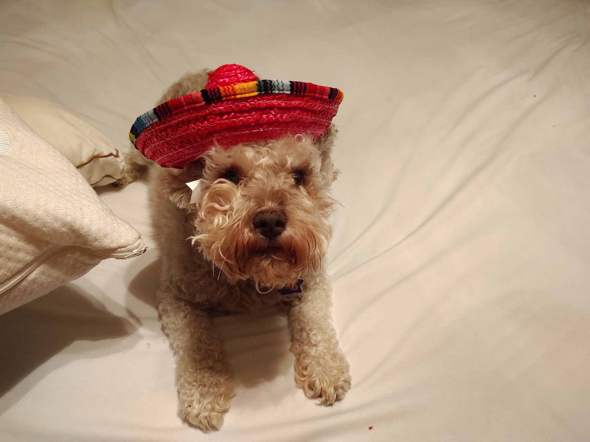 Cordova Animal Medical Center Pensacola