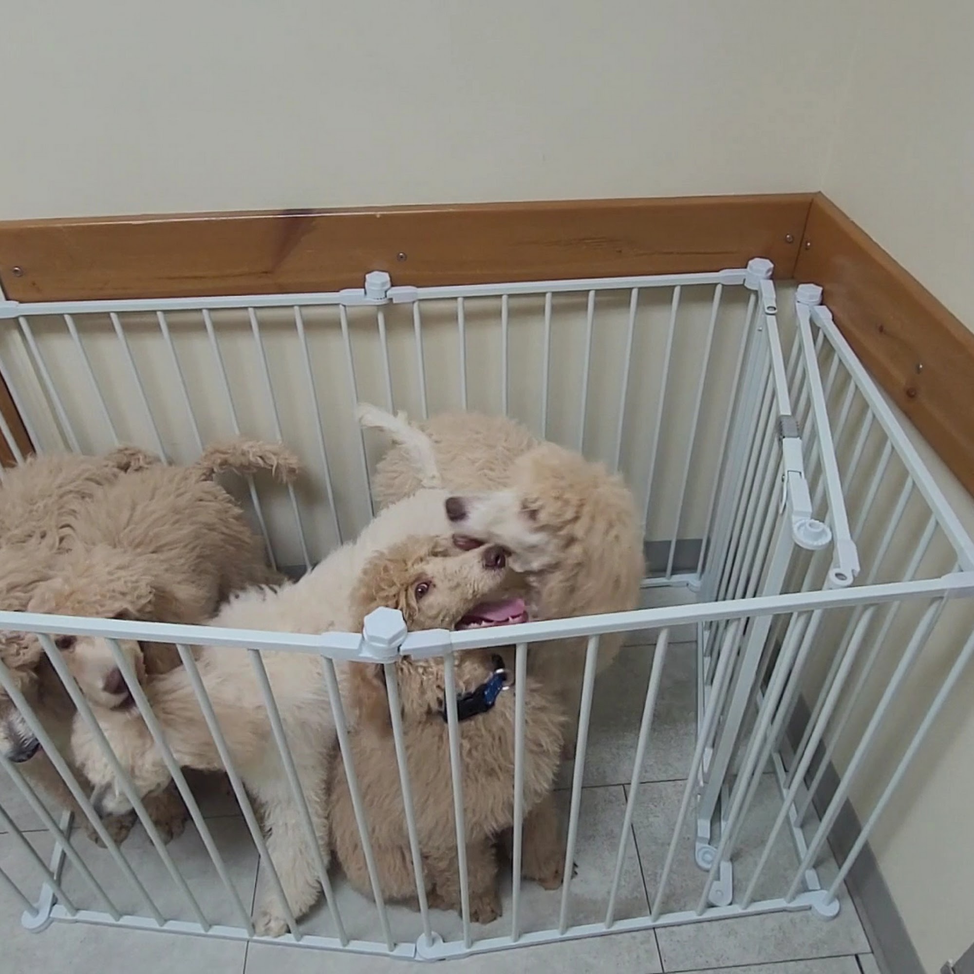 Warrington Veterinary Clinic Pensacola