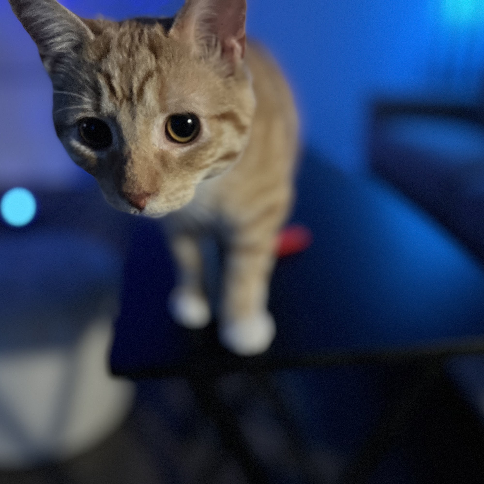 Spanish Trail Veterinary Hospital Pensacola