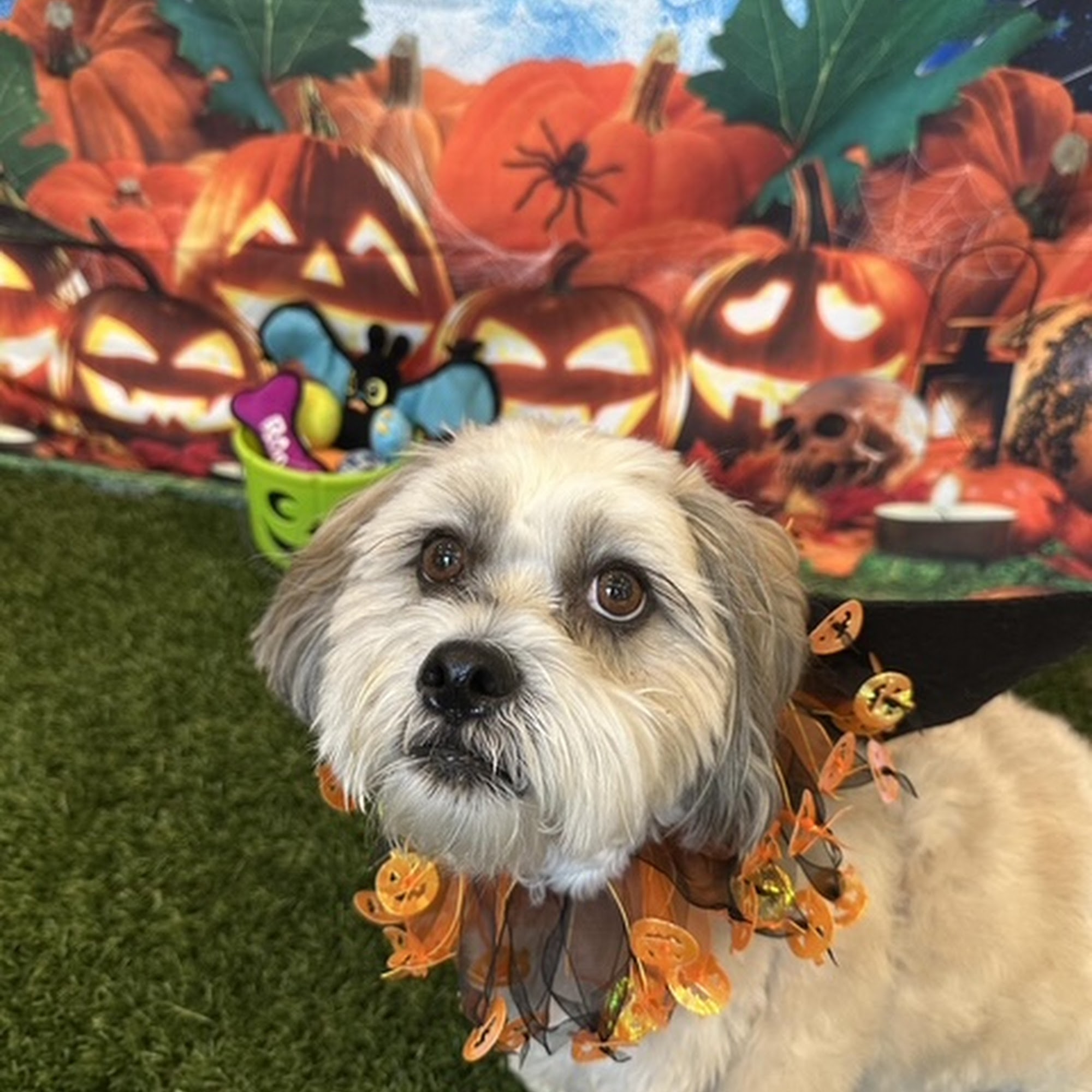 Pensacola Pet Resort Too Pensacola