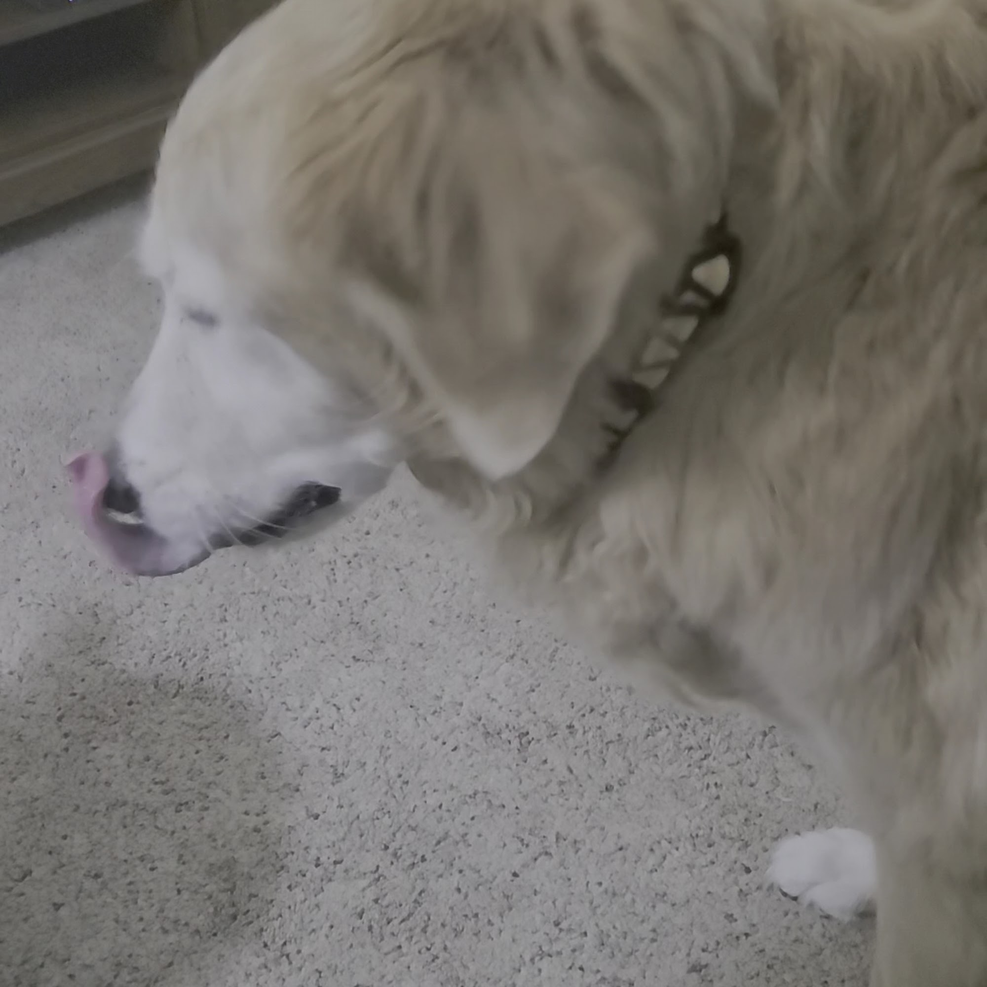 Westside Animal Hospital Pensacola