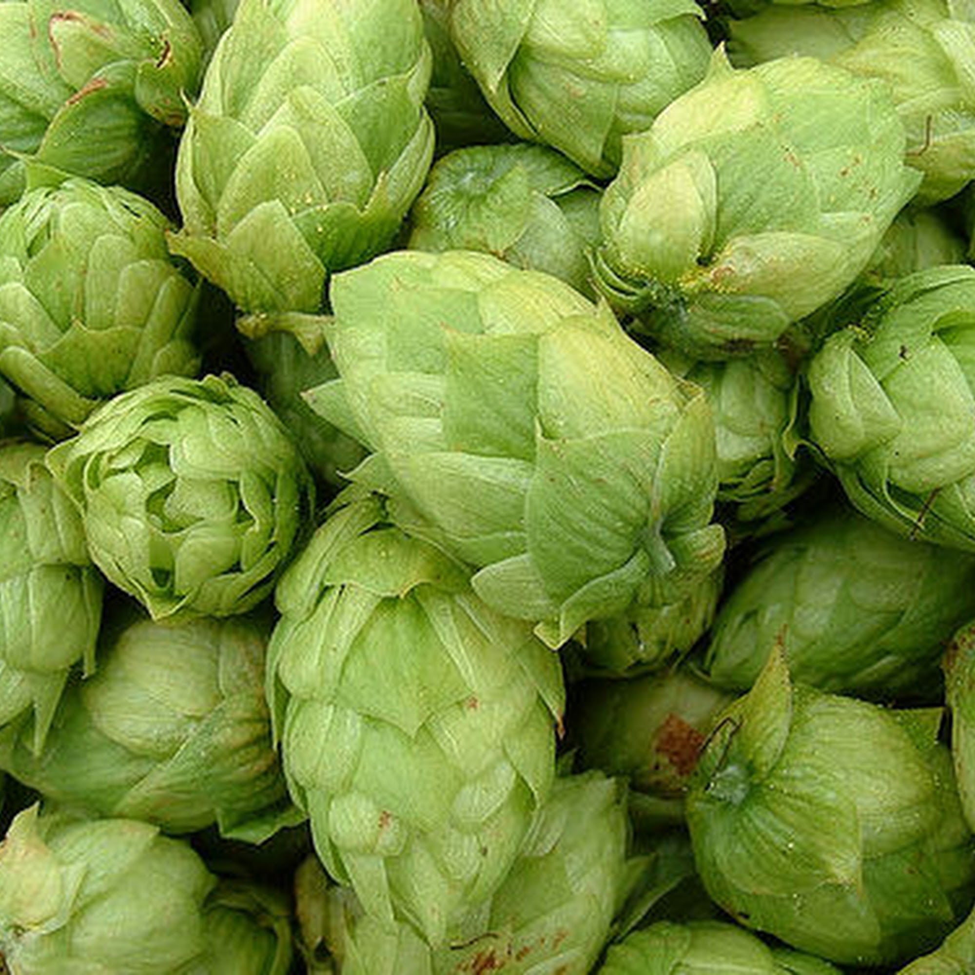 Gary's Homebrew Supply Pensacola