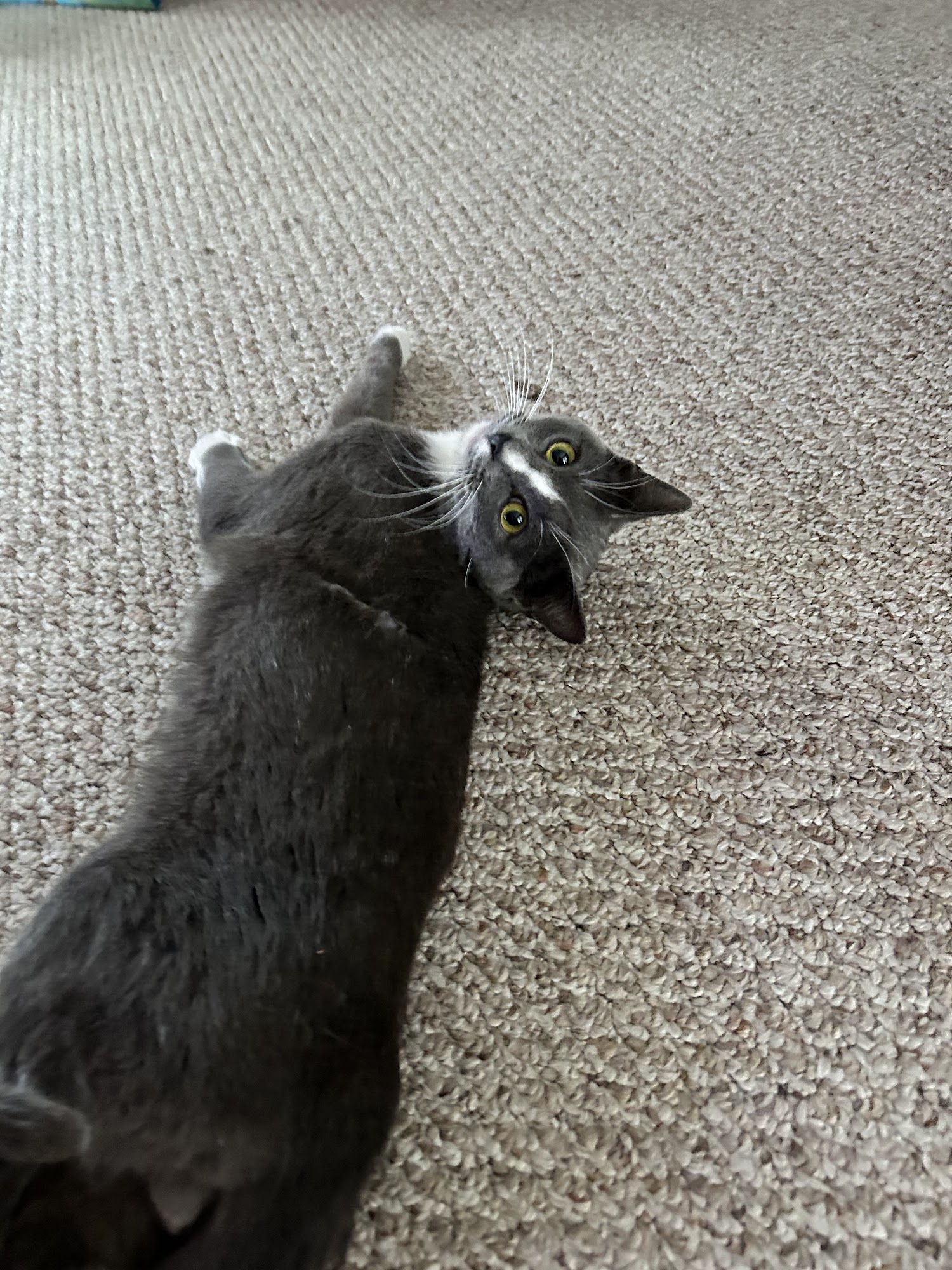 Pensacola Humane Society Pensacola