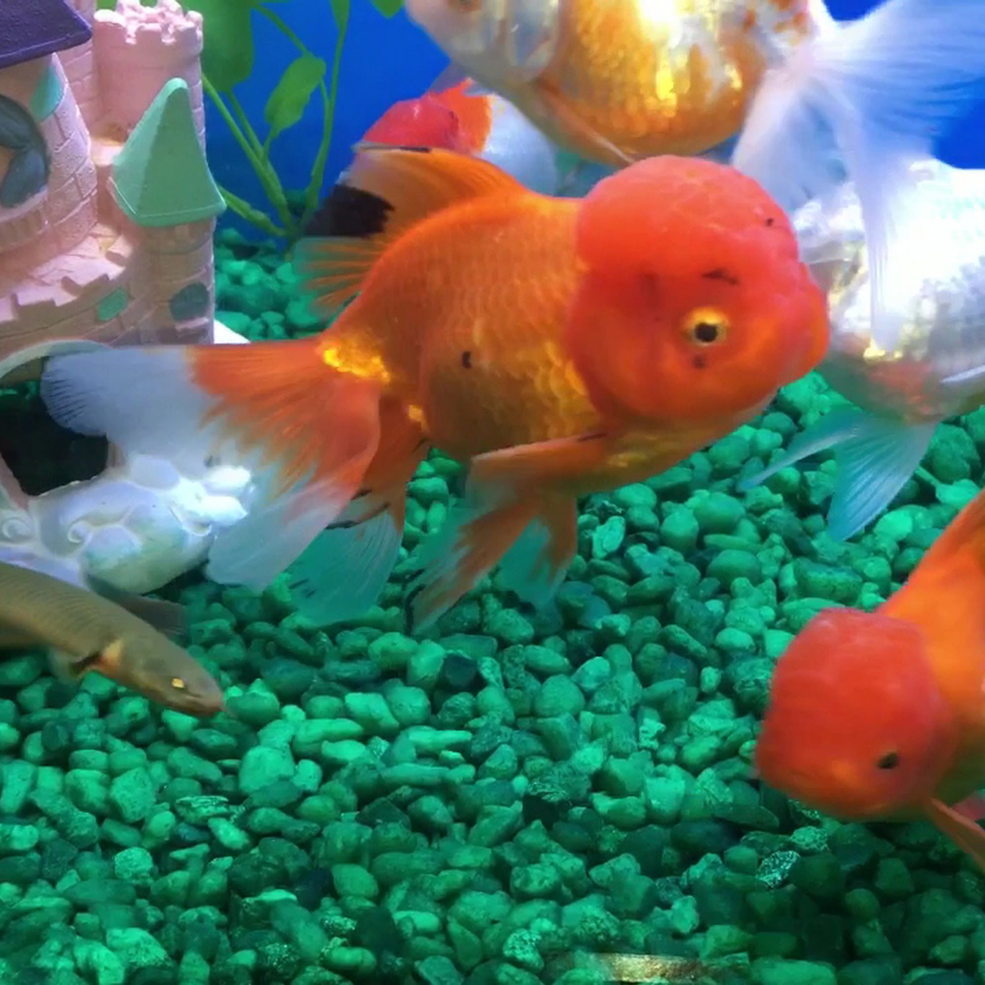 Pet Supermarket Pensacola