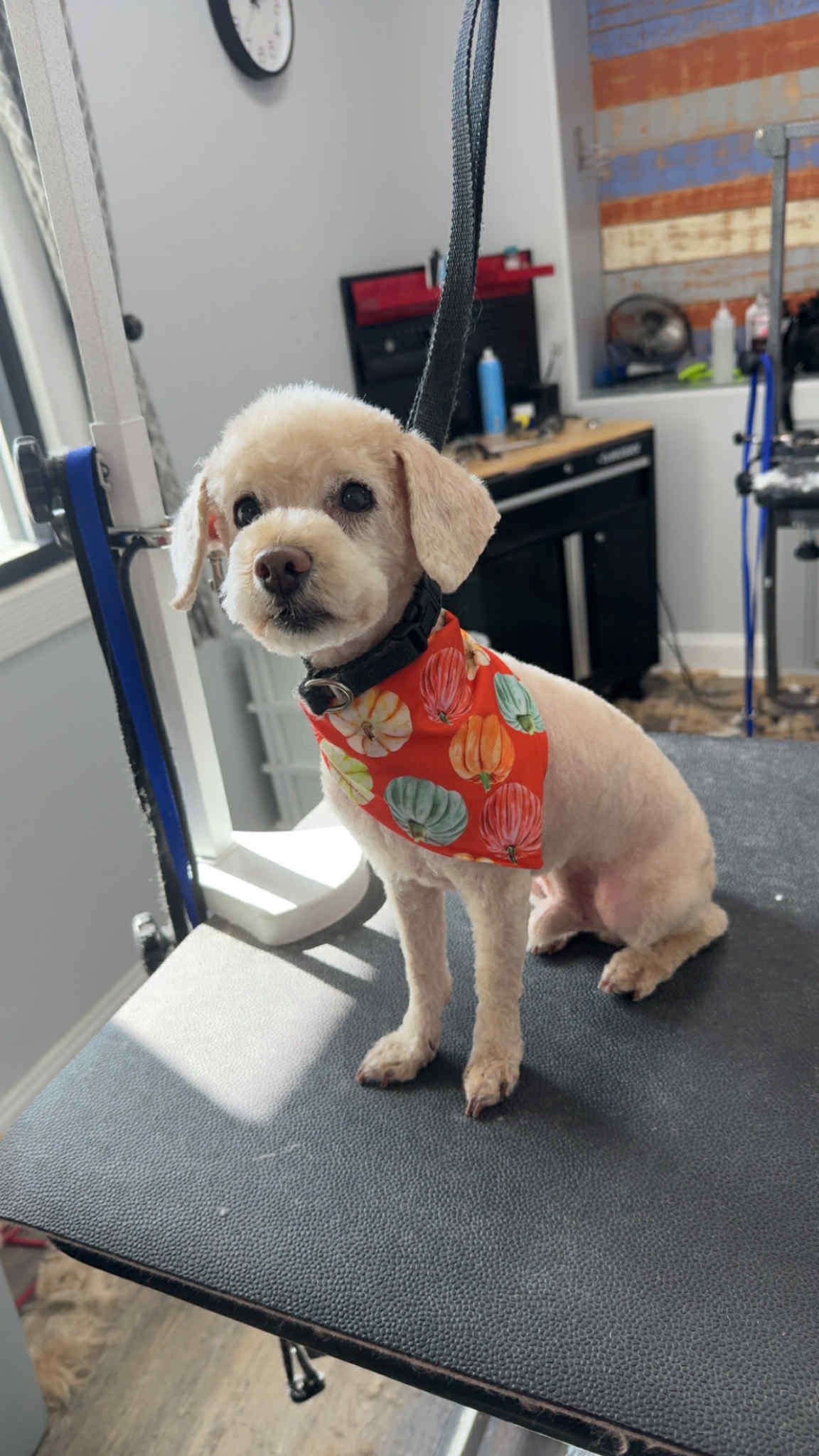 Vanity Fur, LLC Pensacola