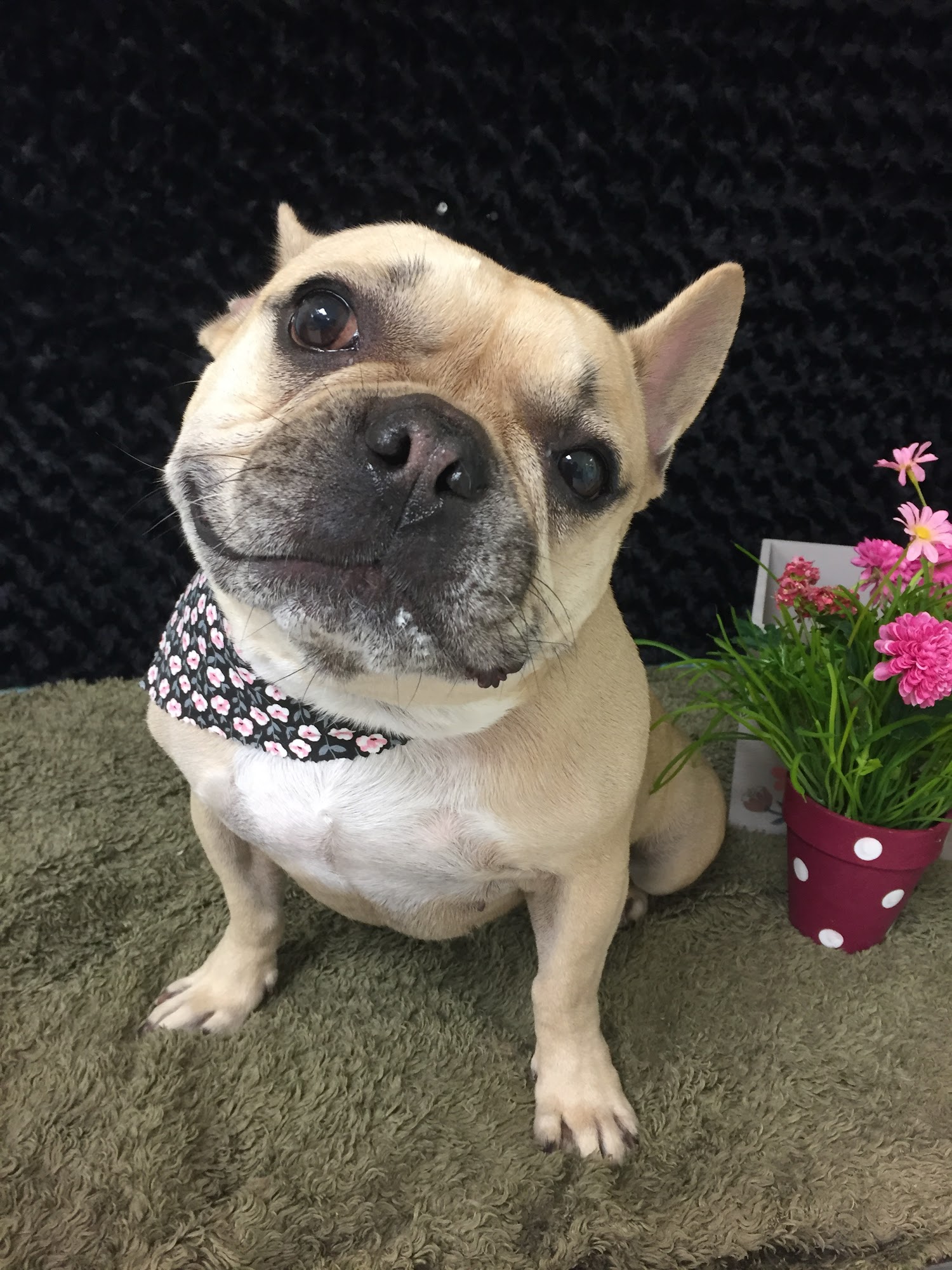 Beulah Dog Grooming Pensacola