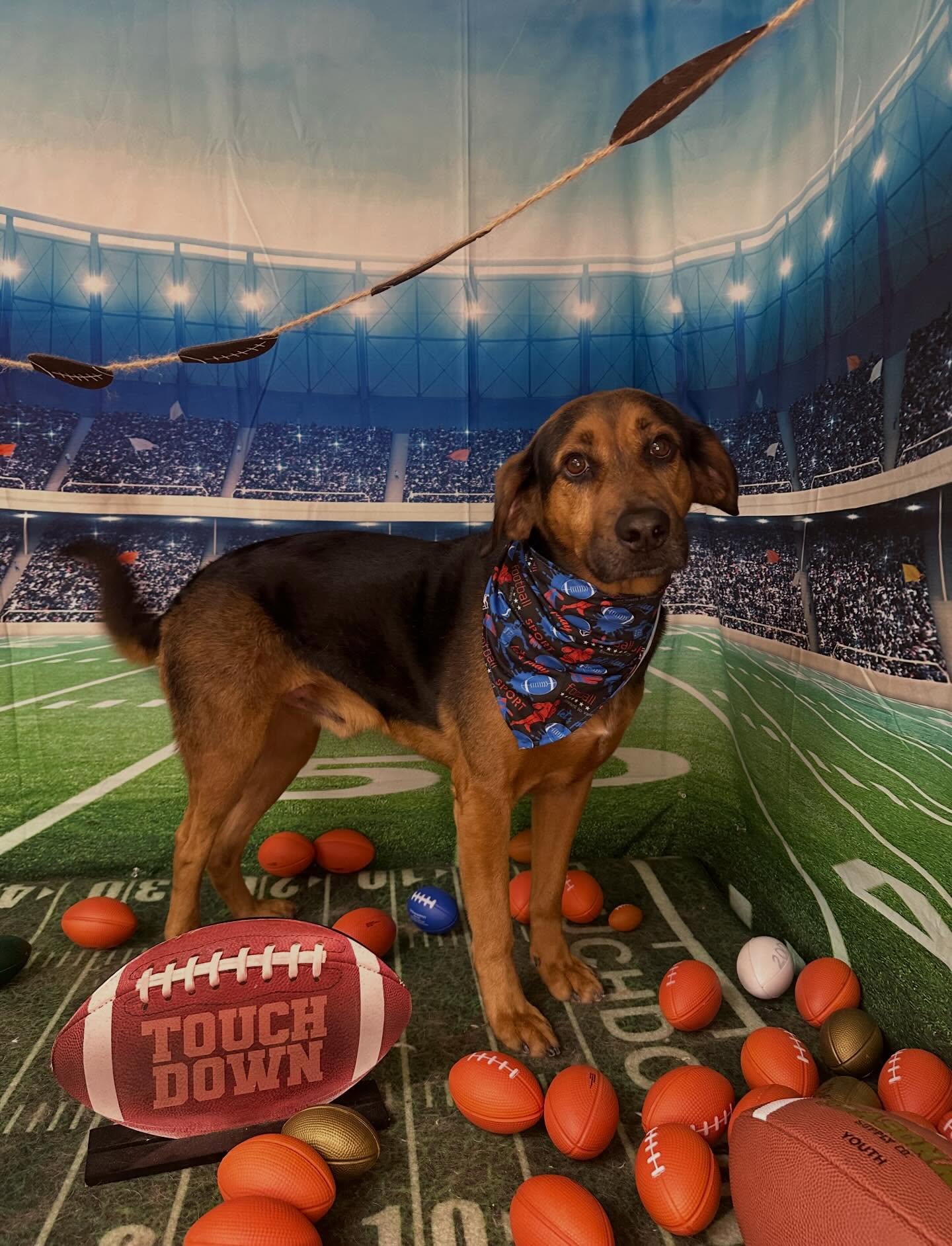 Beulah Dog Grooming Pensacola