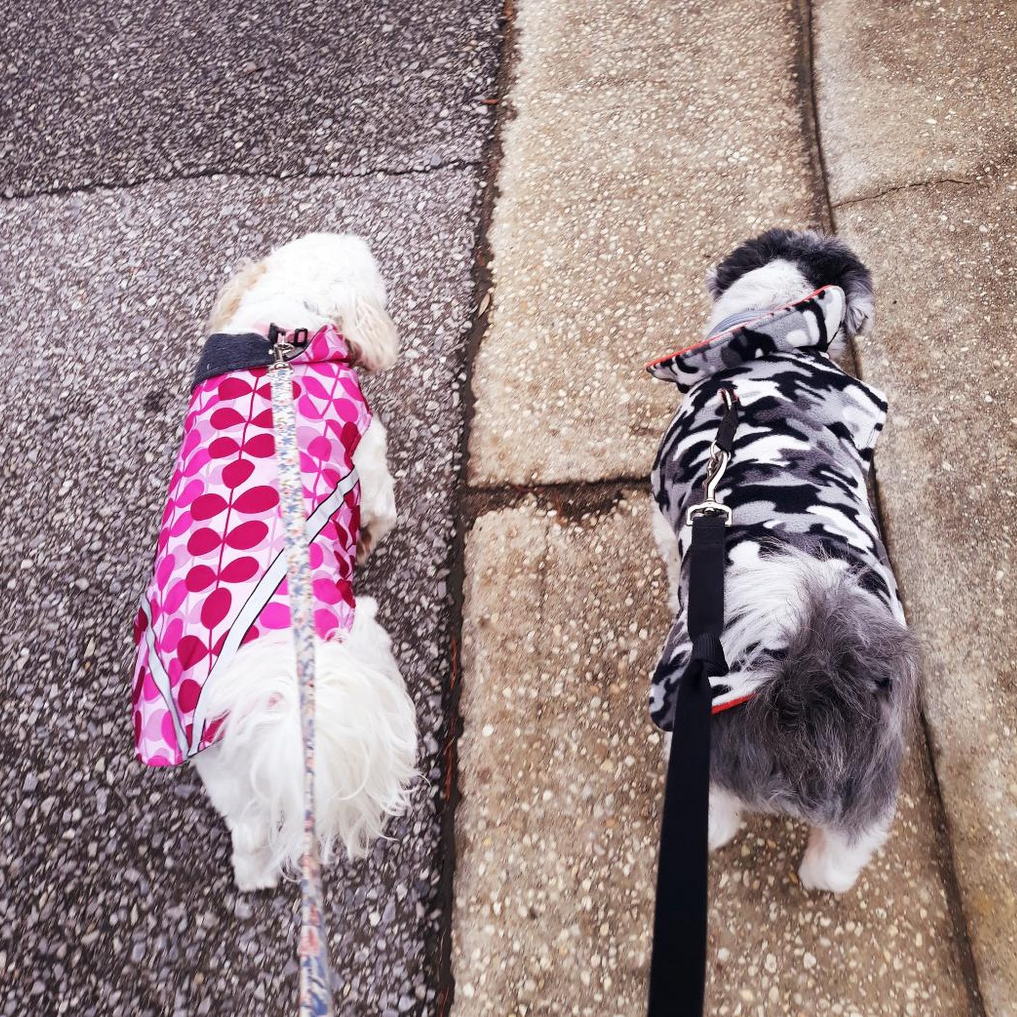 Furst Choice Pet Service LLC Pensacola