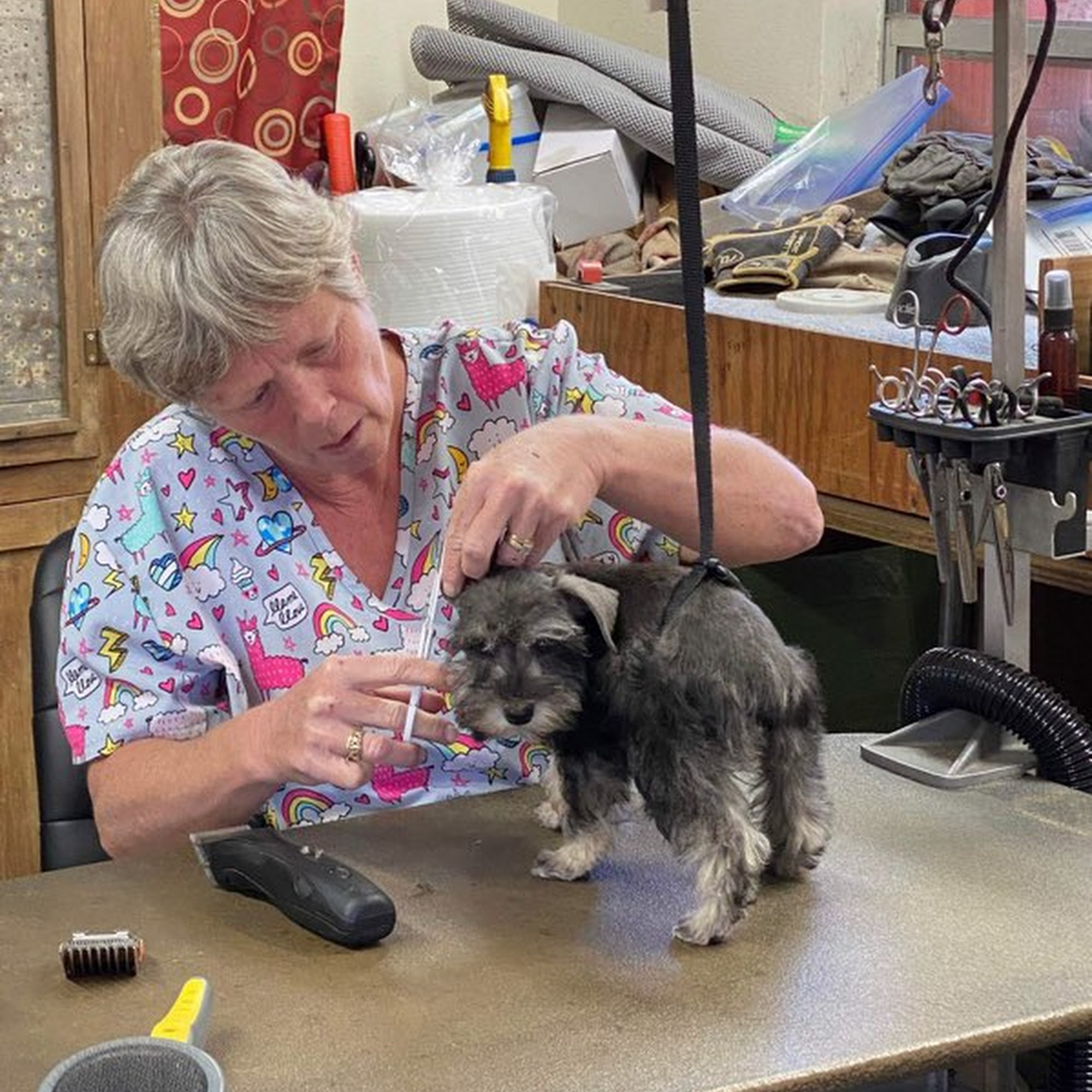 Beach Babies Pet Grooming Pensacola